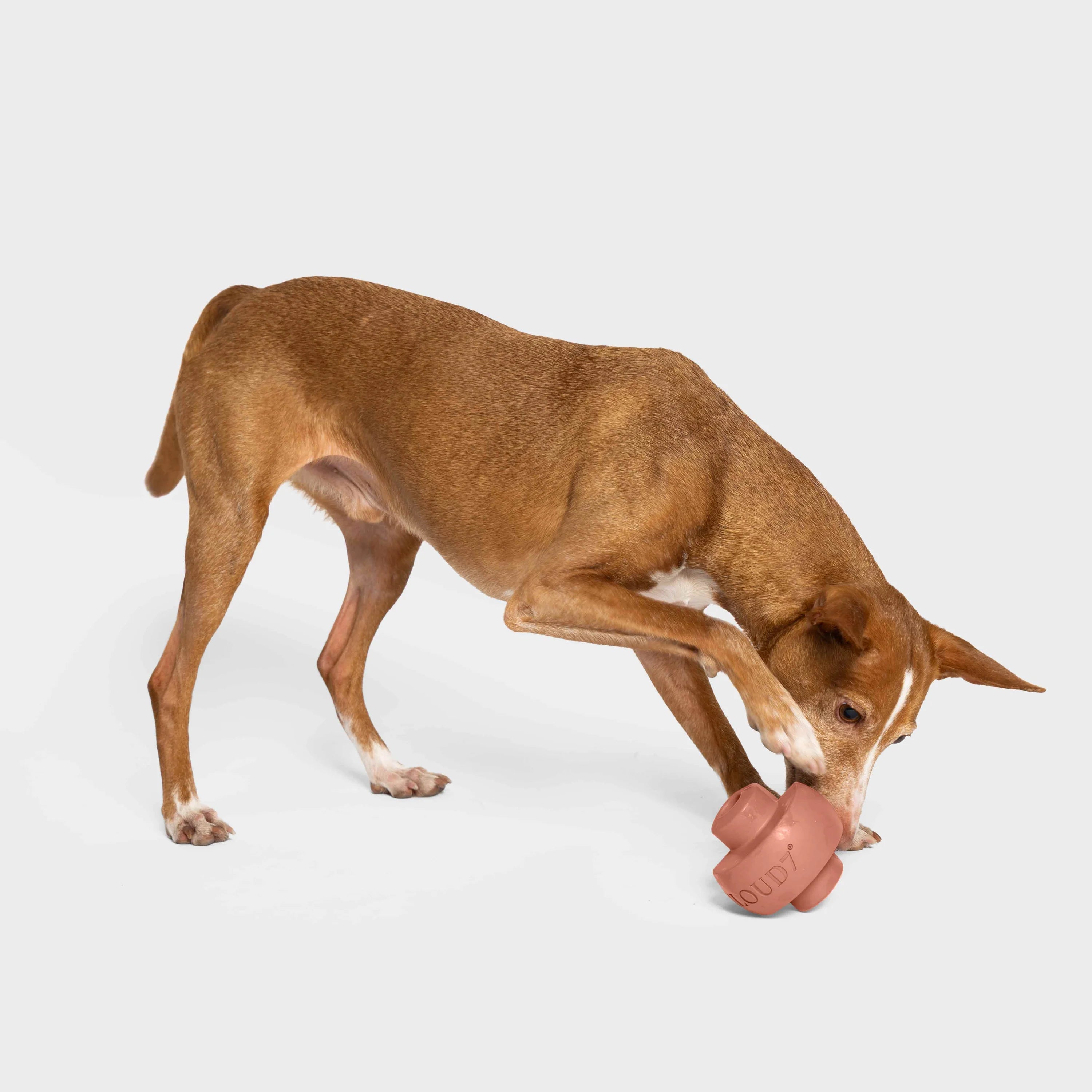 Cloud7 Beschäftigungsspielzeug Zeno Faded Rose Hundespielzeug