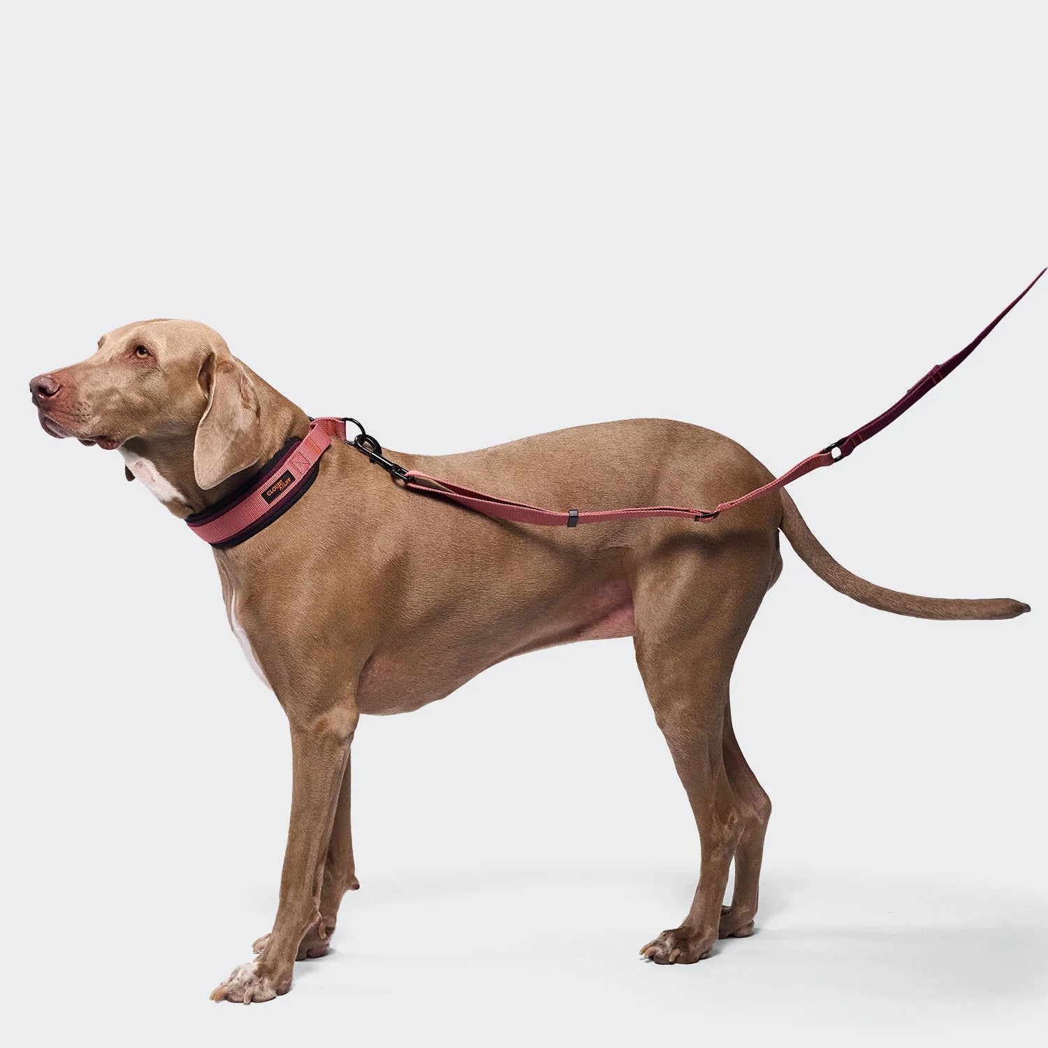 Cloud7 C-1 Zugstopp Halsband AKTIV Softshell Aubergine/Soft Rose Hundehalsband verstellbar