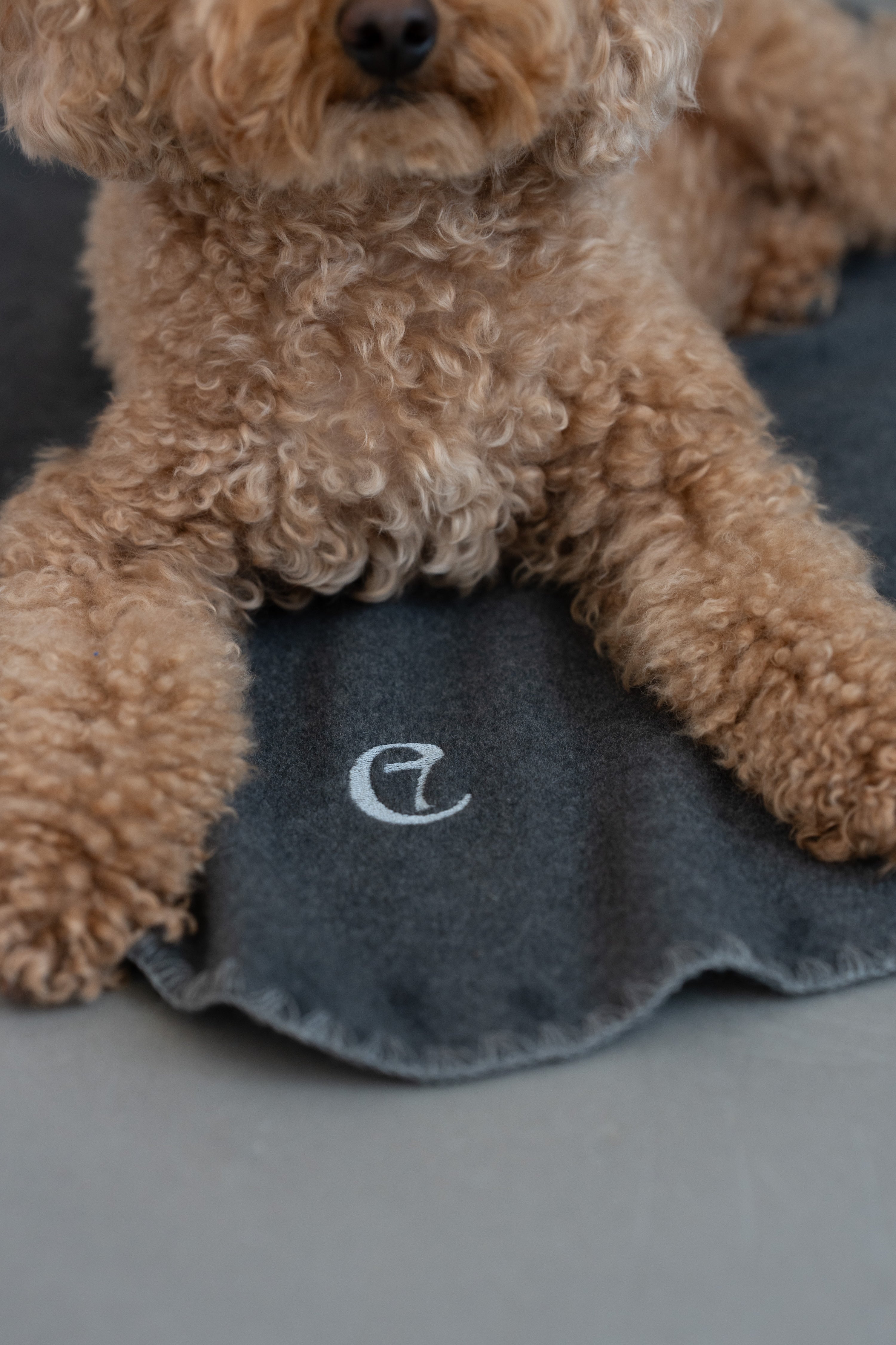 Cloud7 Hundedecke Soft Fleece Dark Grey Hundedecke waschbar