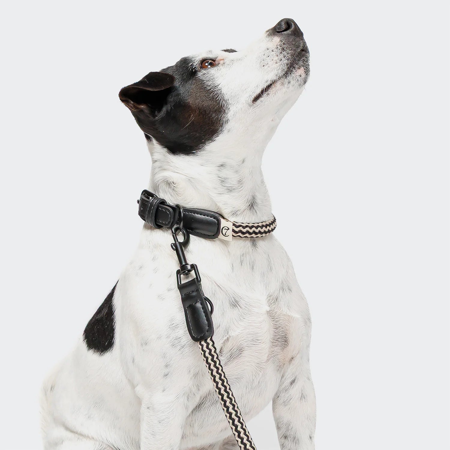 Cloud7 Hundehalsband Mauerpark Zigzag Schwarz Halsband verstellbar 