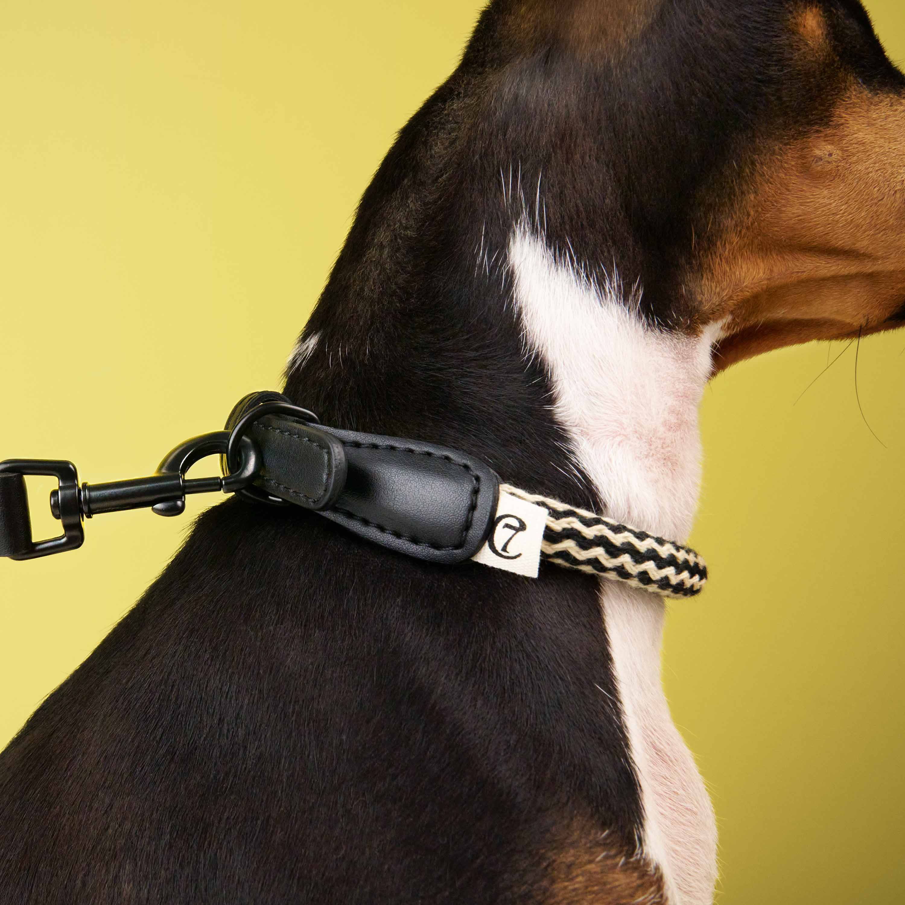 Cloud7 Hundehalsband Mauerpark Zigzag Schwarz Seilhalsband Hund