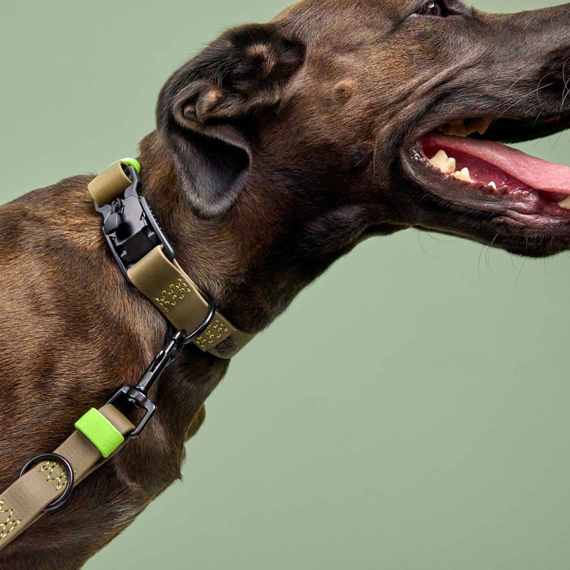 Cloud7 Hundehalsband BioThane Ipanema Olive Neongruen modernes Biothane Hundehalsband