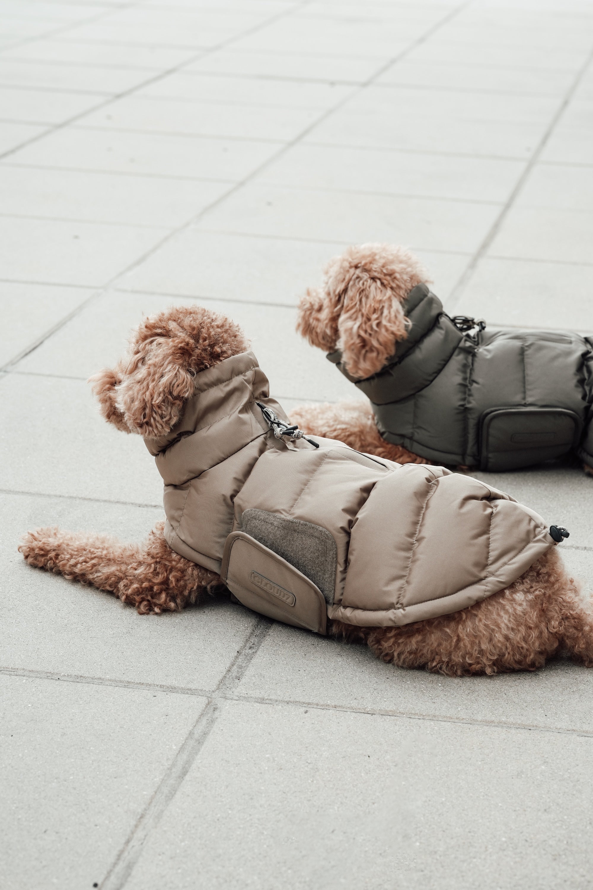 Cloud7 Hundemantel Alaska Light Olive Hundemantel Hundewintermantel wasserabweisend