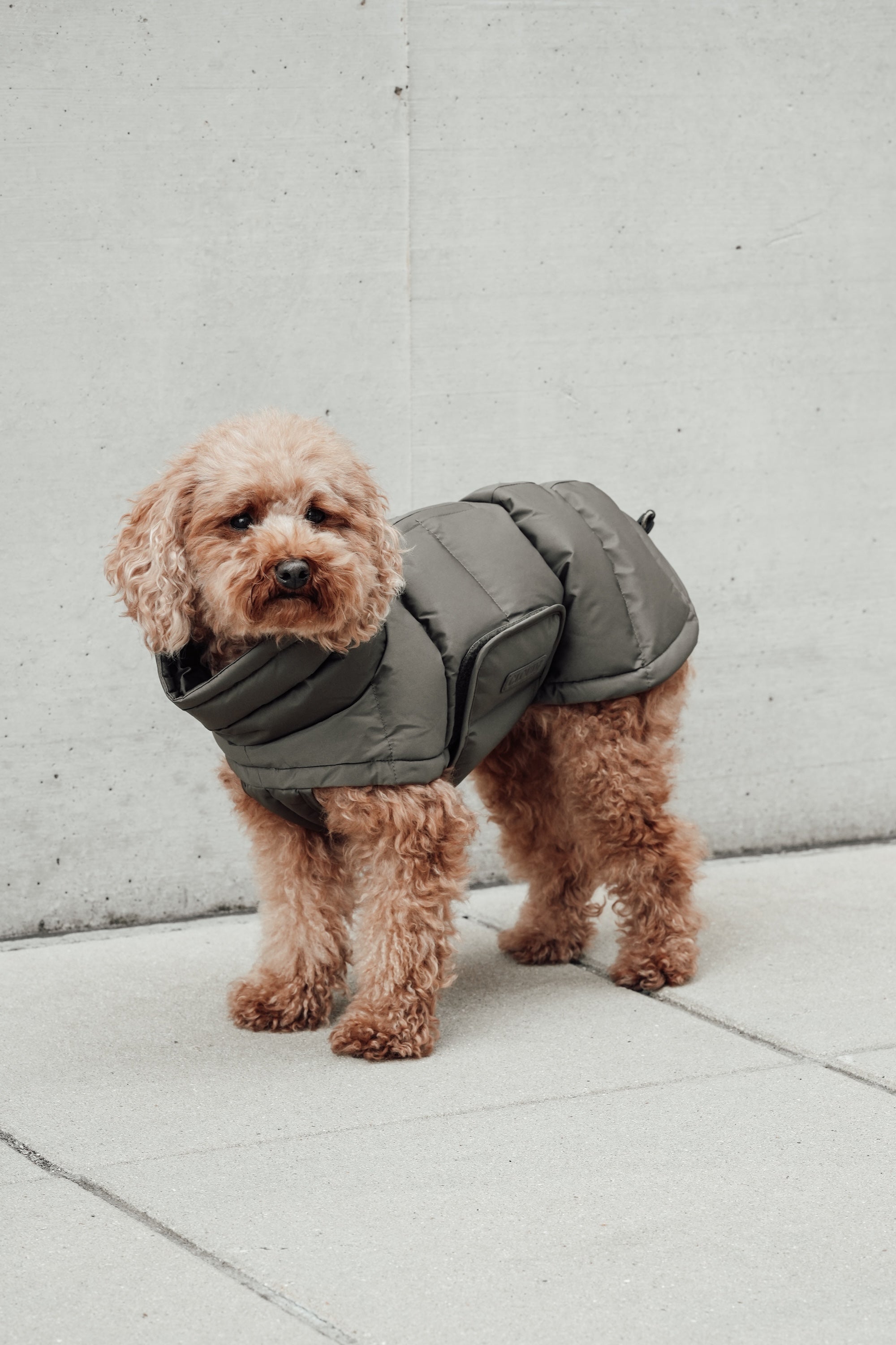 Cloud7 Hundemantel Alaska Light Olive Hundemantel Wintermantel für Hunde wasserabweisend