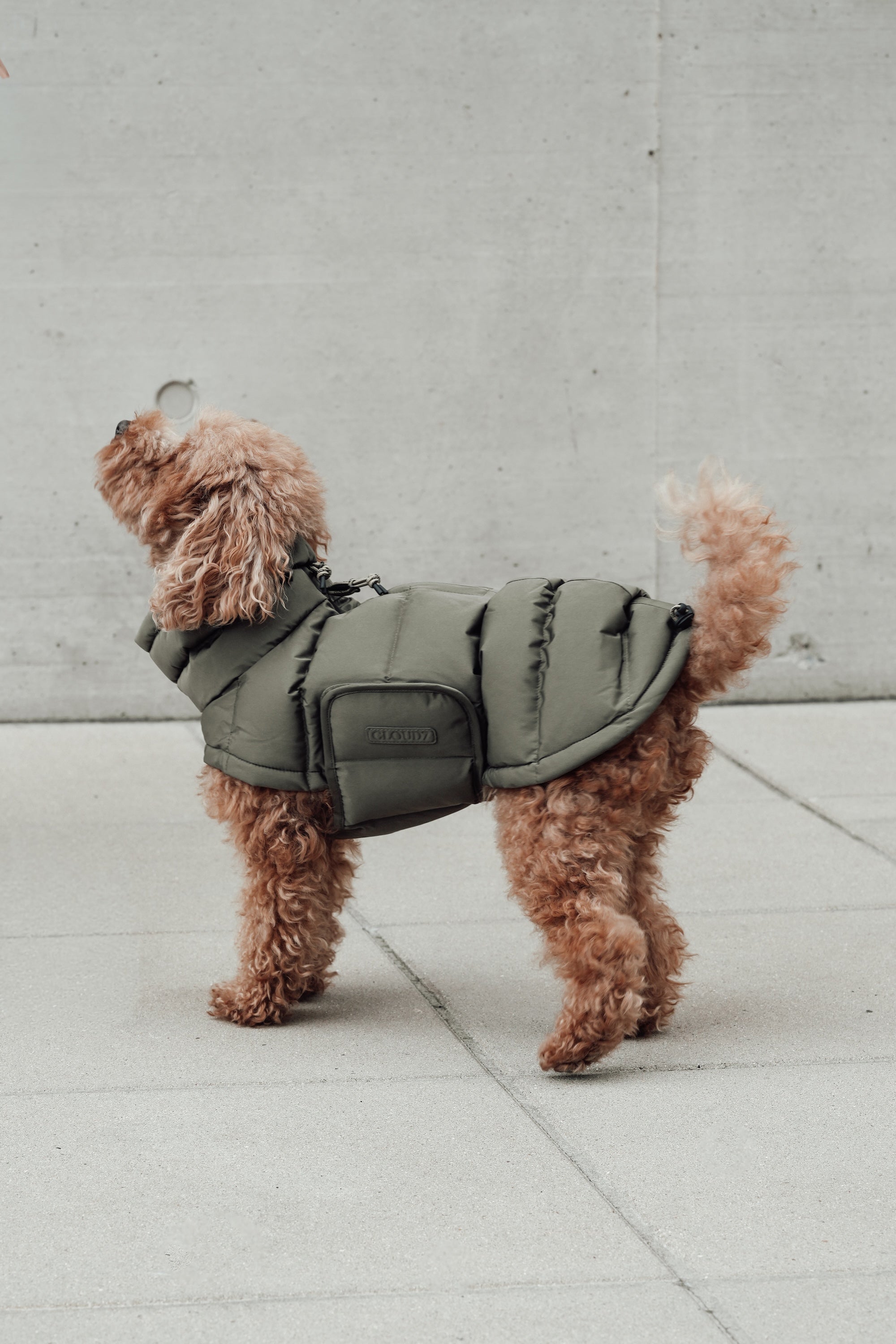 Cloud7 Hundemantel Alaska Light Olive Hundemantel Wintermantel für Dackel