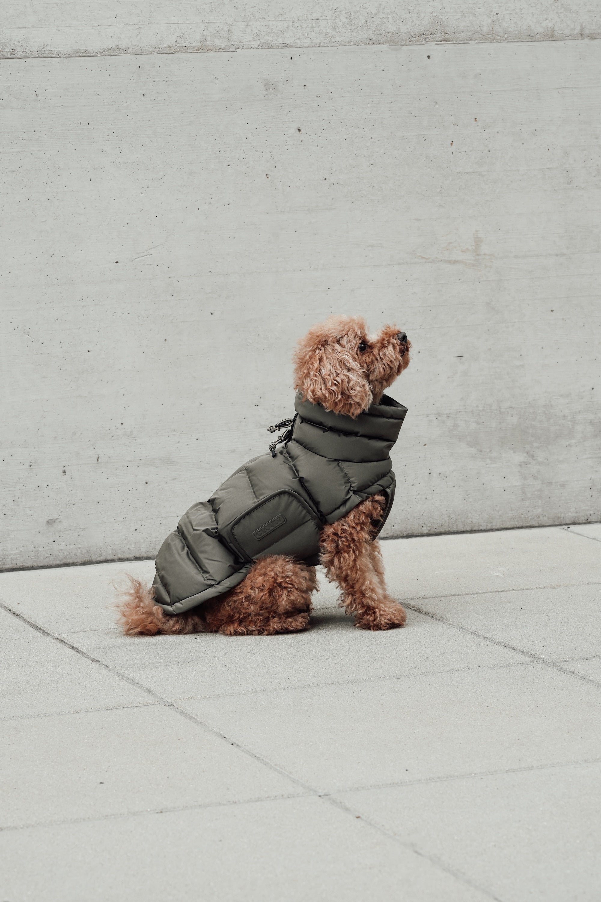 Cloud7 Hundemantel Alaska Light Olive Hundemantel Wintermantel für Hunde mit Geschirr