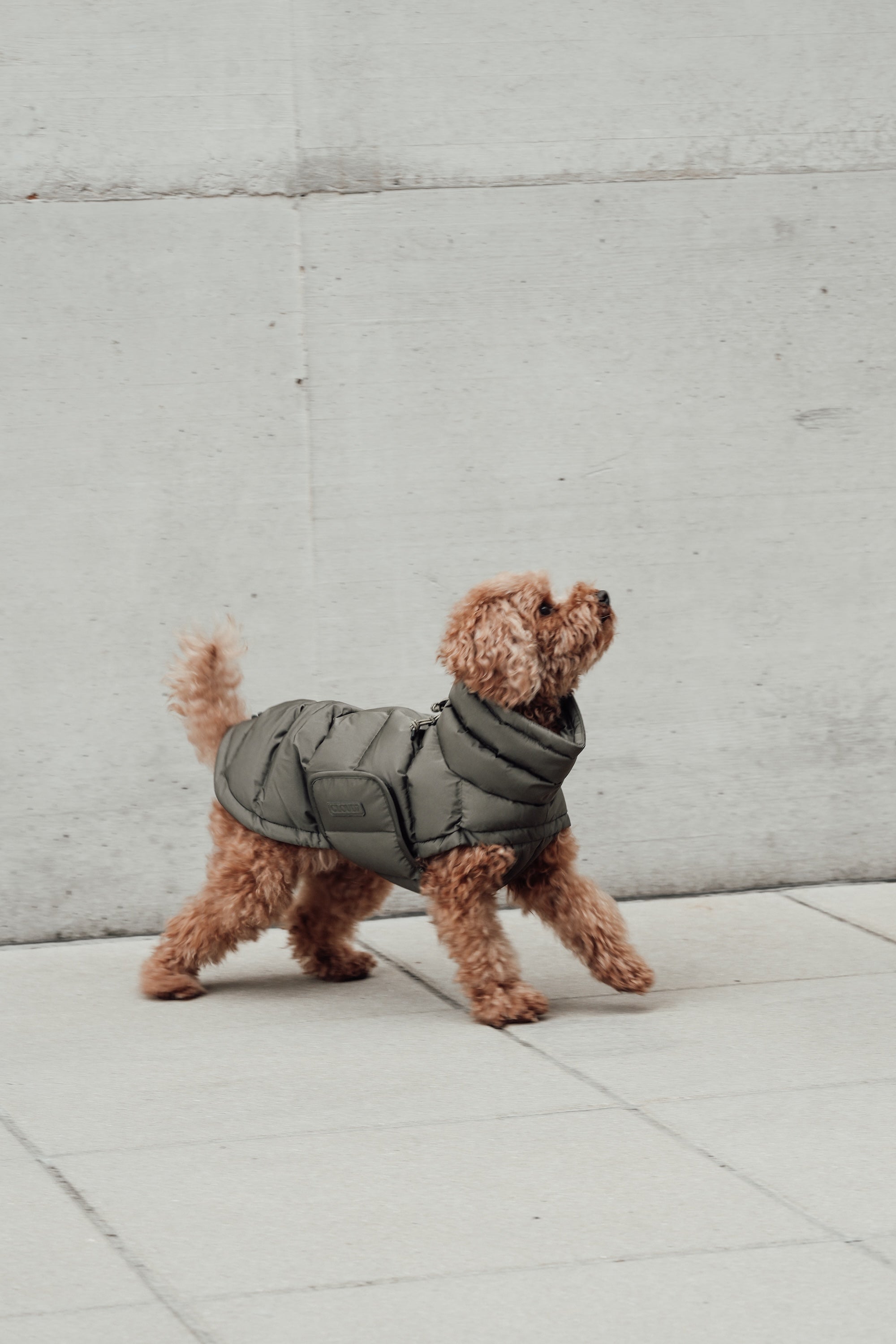 Cloud7 Hundemantel Alaska Light Olive