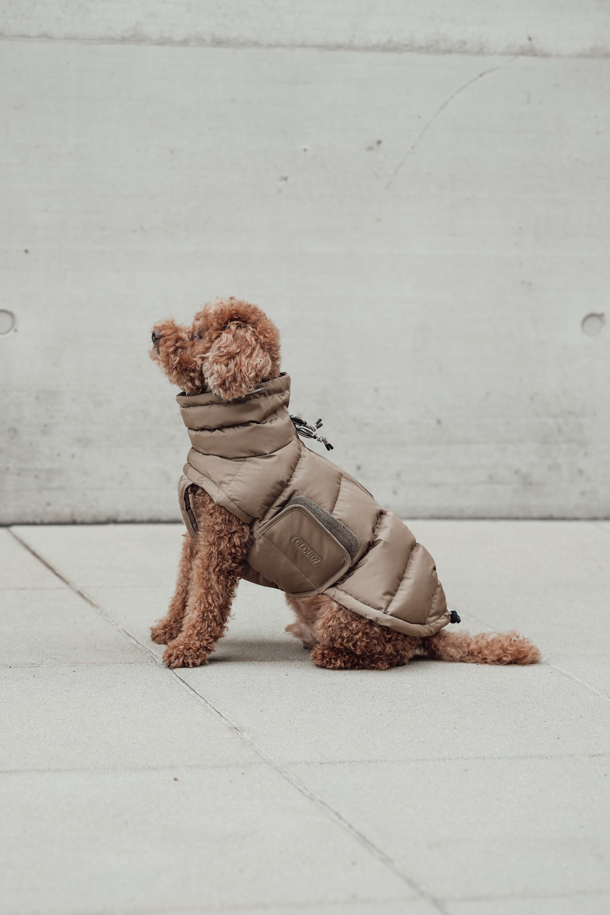 Cloud7 Hundemantel Alaska Sandy Brown Hundemantel Dackelmantel Winter wasserabweisend