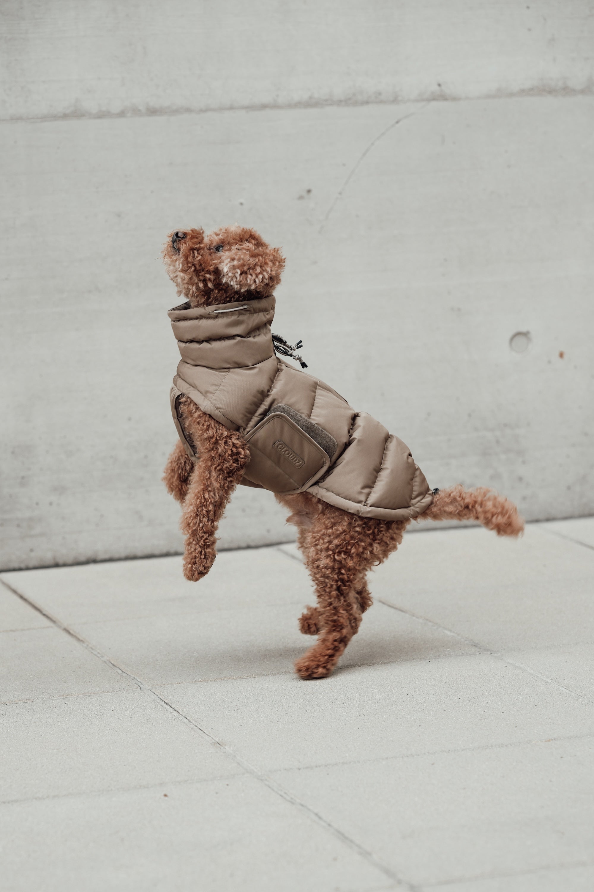 Cloud7 Hundemantel Alaska Sandy Brown Hundemantel Dackelmantel Winter wasserdicht