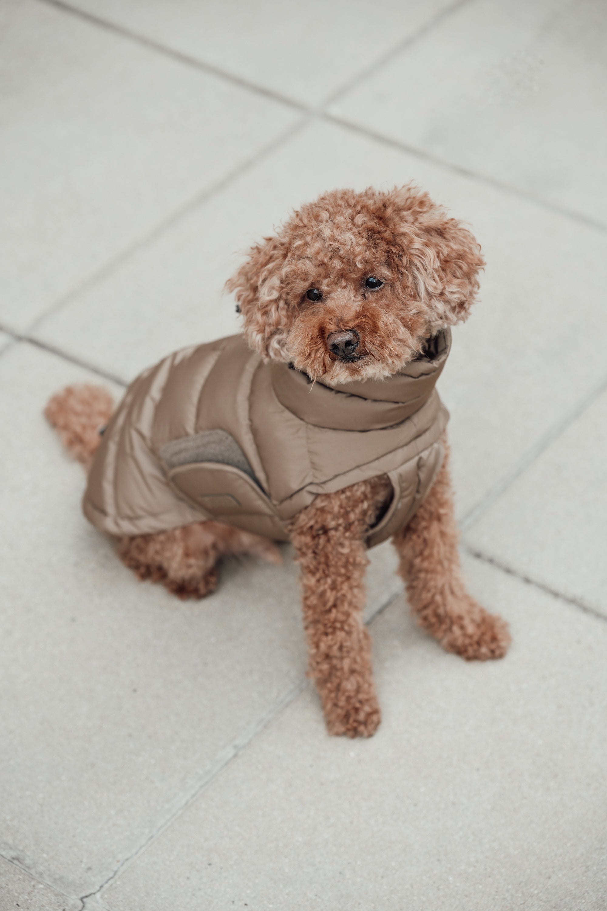 Cloud7 Hundemantel Alaska Sandy Brown Hundemantel Dackelmantel Winter