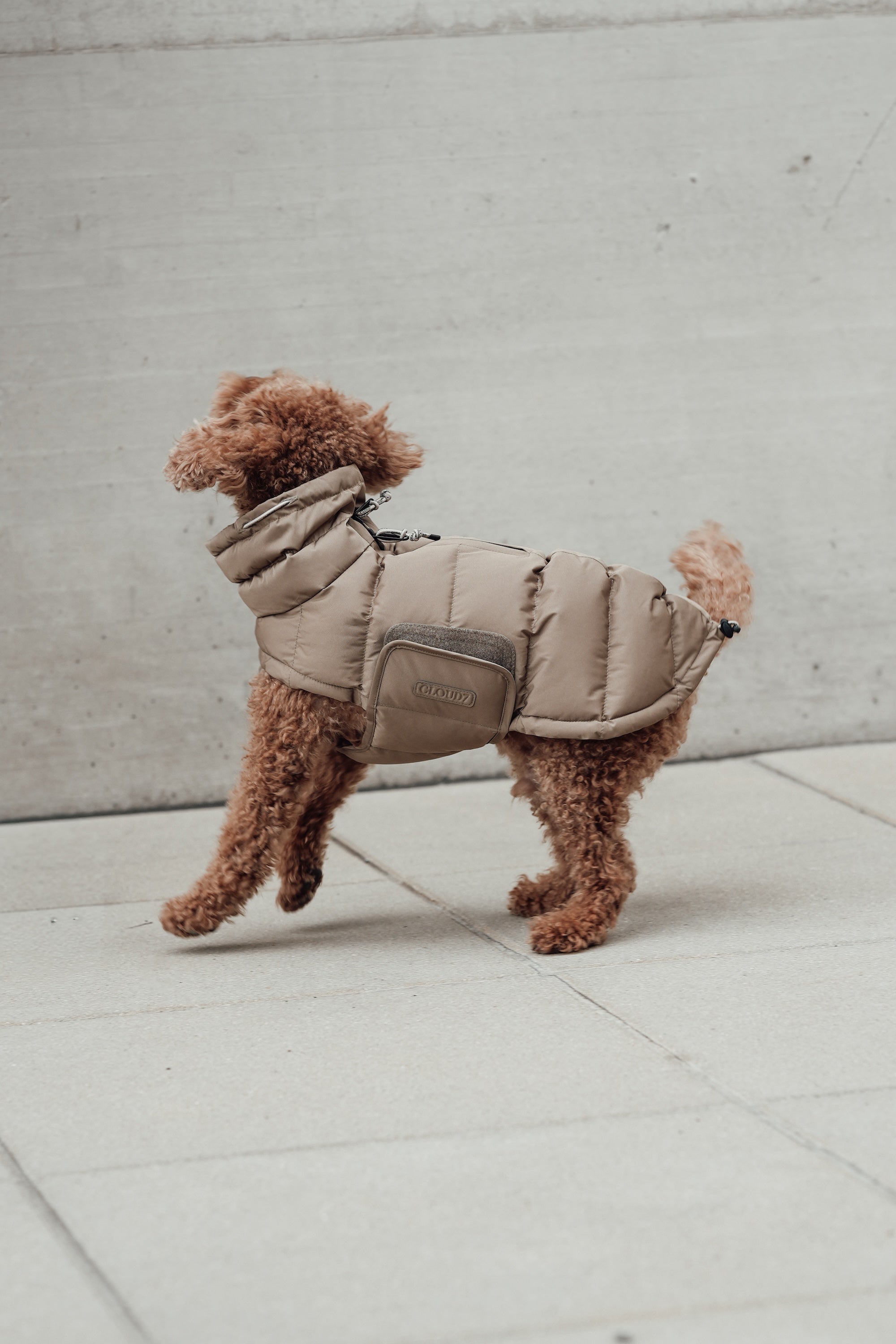 Cloud7 Hundemantel Alaska Sandy Brown Hundemantel Dackelmantel mit Bauchschutz
