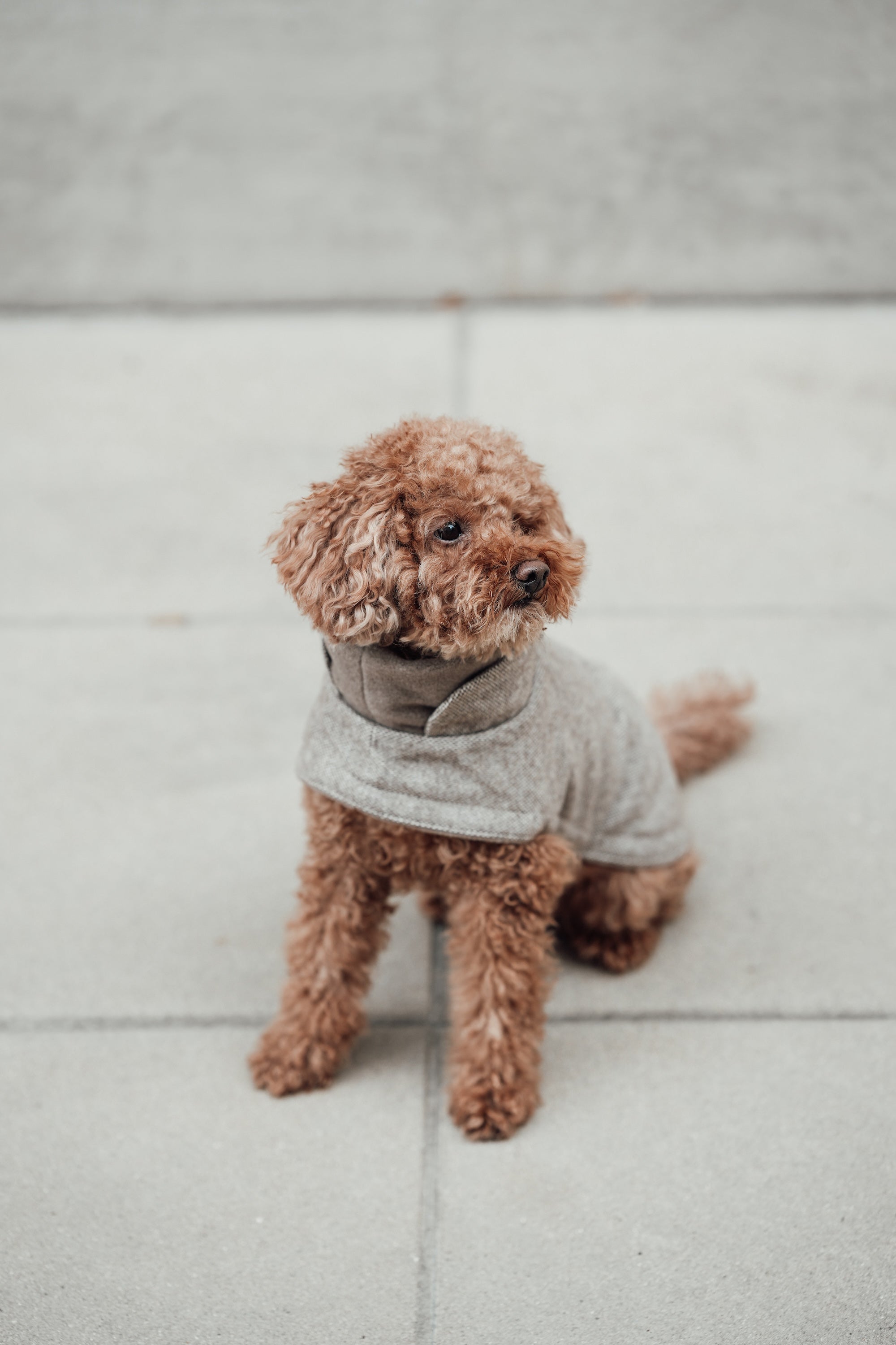 Cloud7 Hundemantel Brooklyn Tweed Beige LEVEY Hundemantel Mantel für Hunde