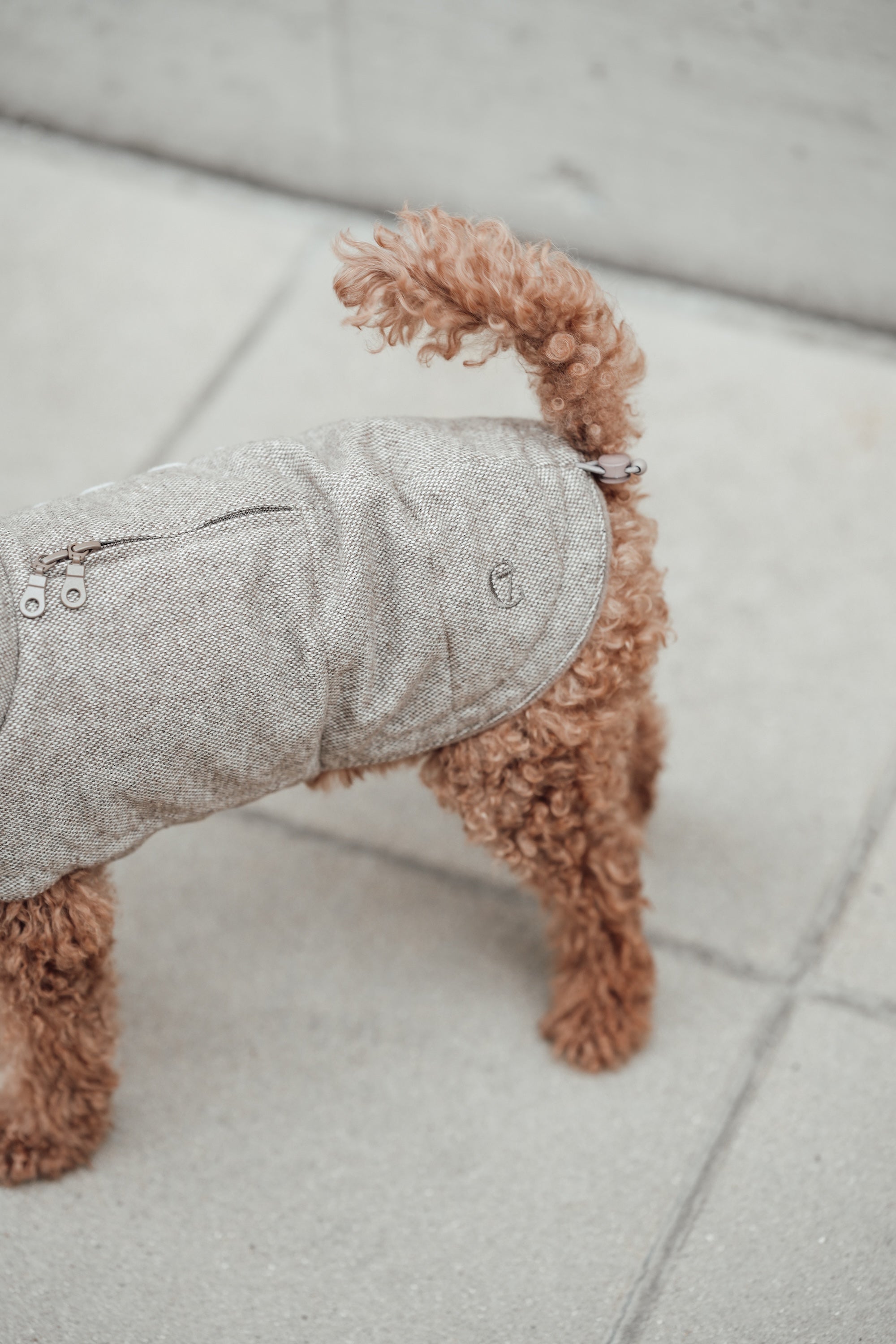 Cloud7 Hundemantel Brooklyn Tweed Beige LEVEY Hundemantel waschbar