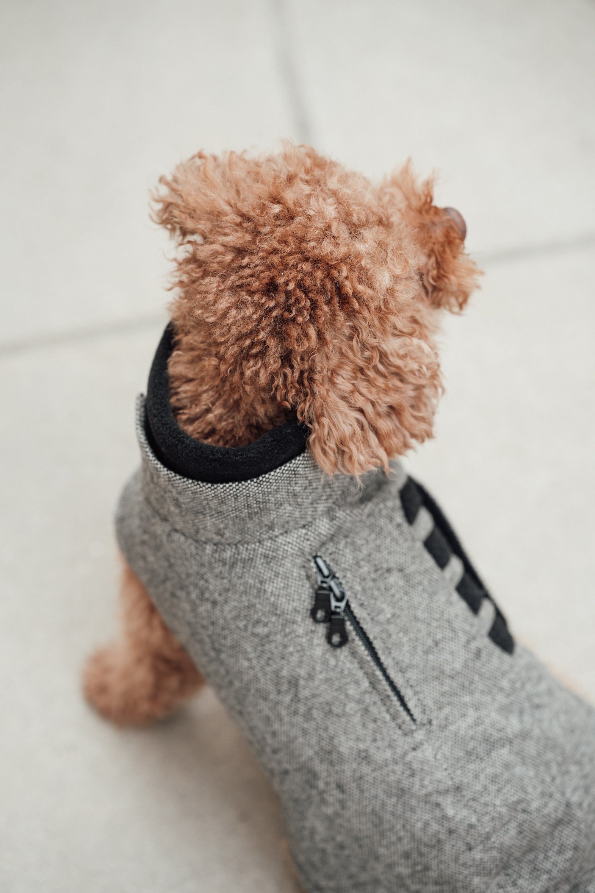 Cloud7 Hundemantel Brooklyn Tweed Black LEVEY Hundemantel für den Winter