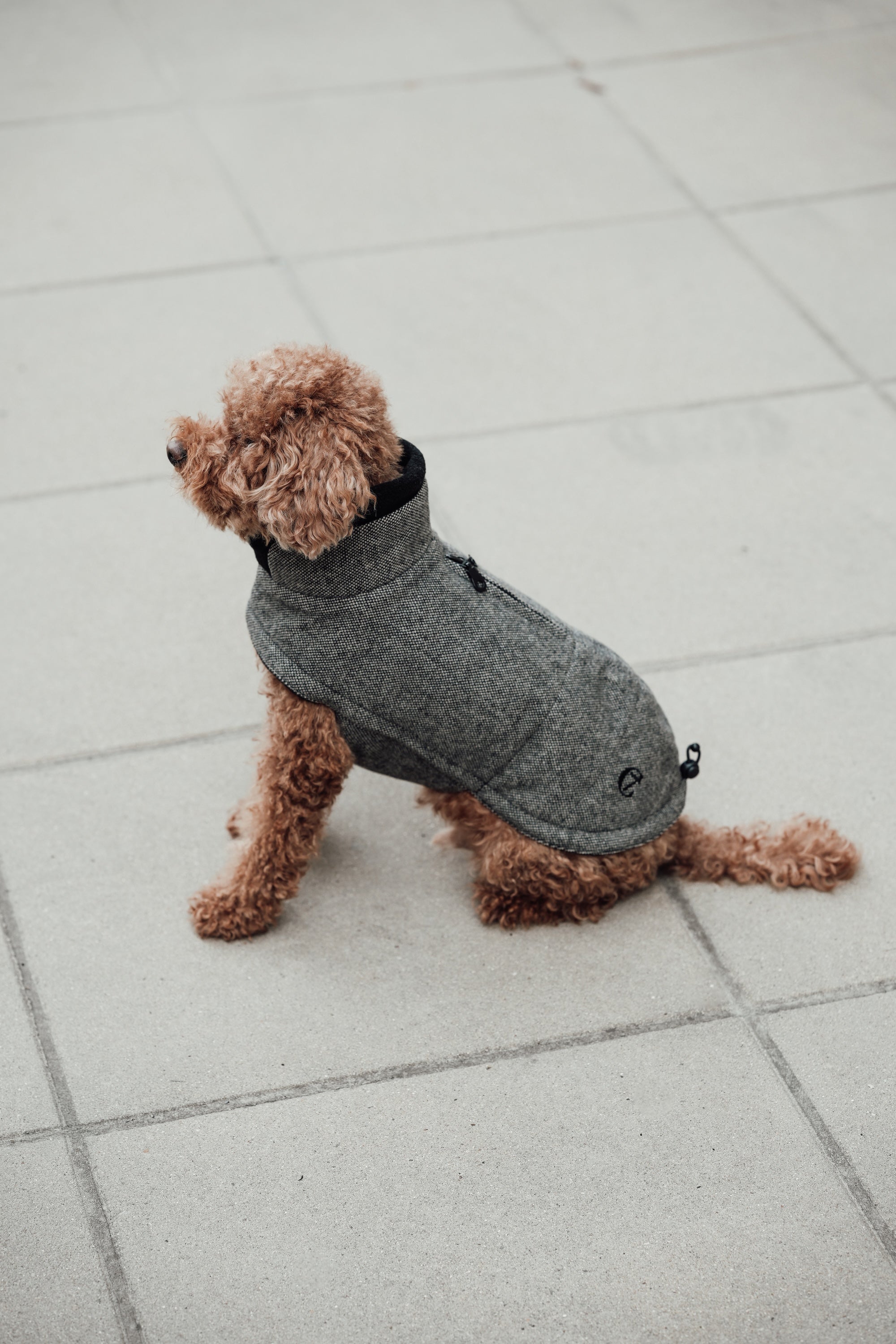 Cloud7 Hundemantel Brooklyn Tweed Black LEVEY Hundewintermantel