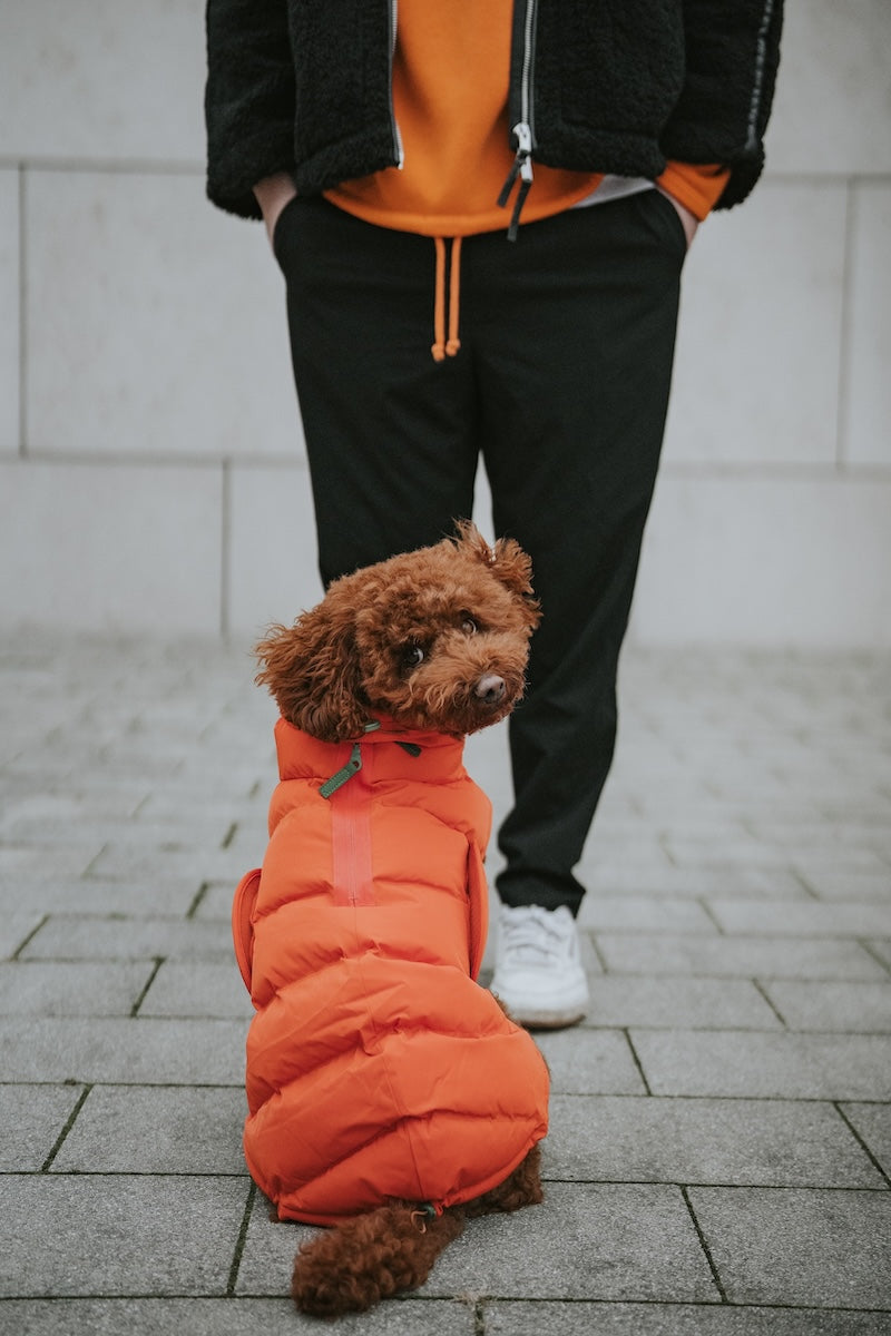 Cloud7 Hundemantel Alaska Burnt Orange Hundejacke Wasserdicht