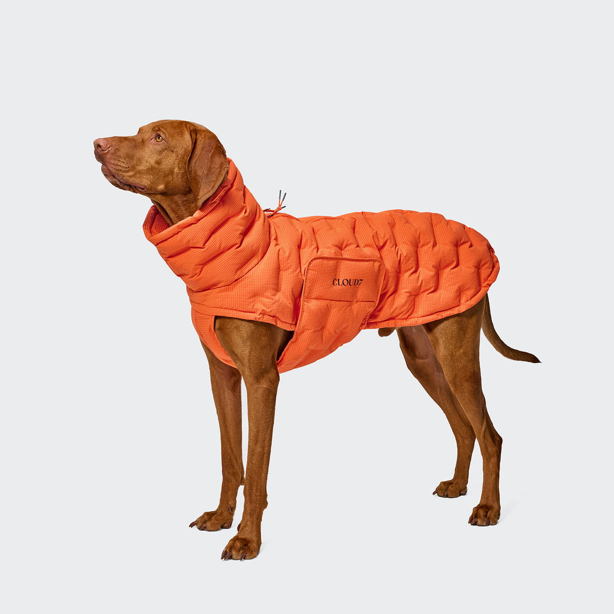 Cloud7 Hundemantel Alaska Seersucker Orange Hundewintermantel waschbar