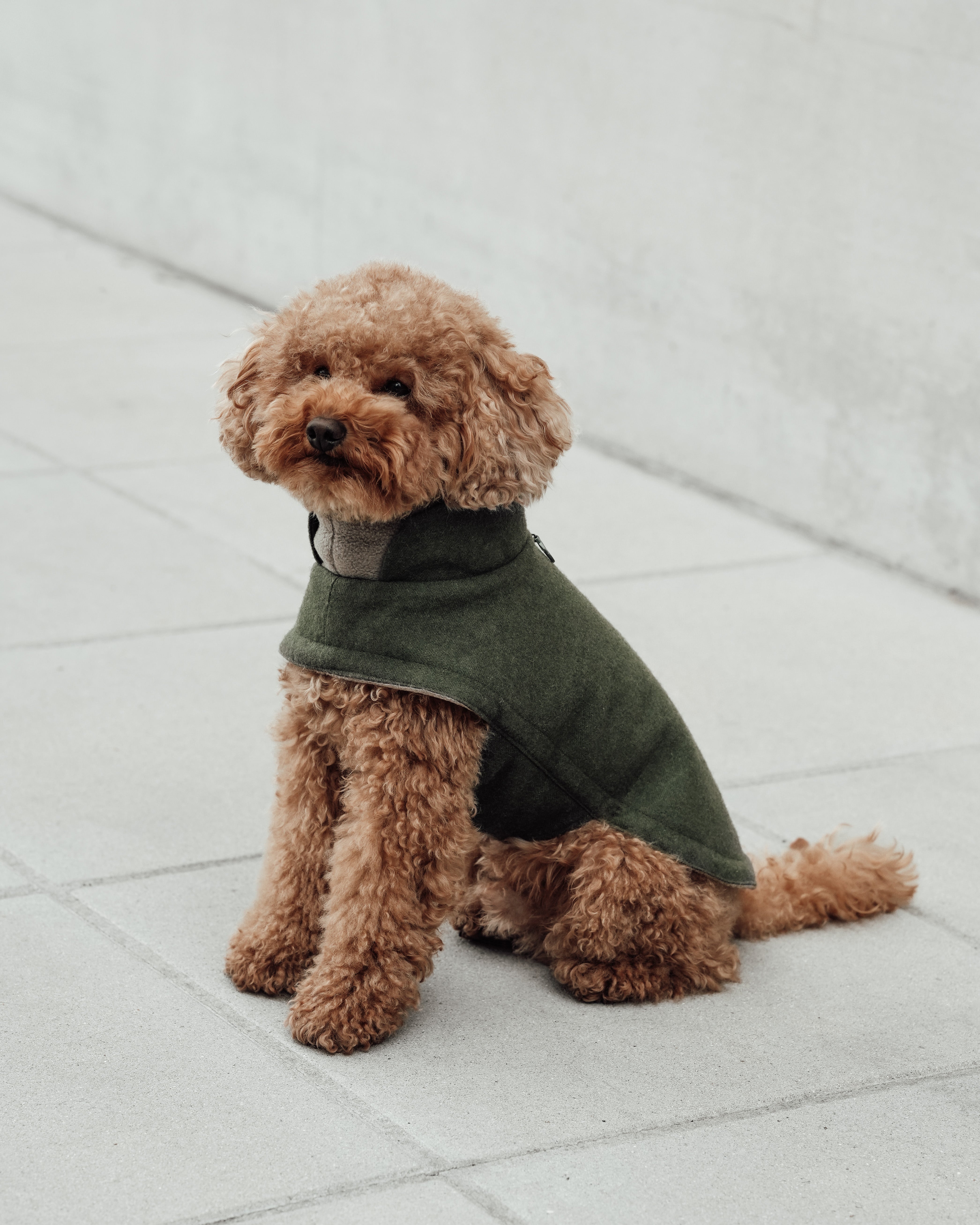 Cloud7 Hundemantel Brooklyn DACKEL Flanell Fern Green Hundemantel Winter Bauchschutz