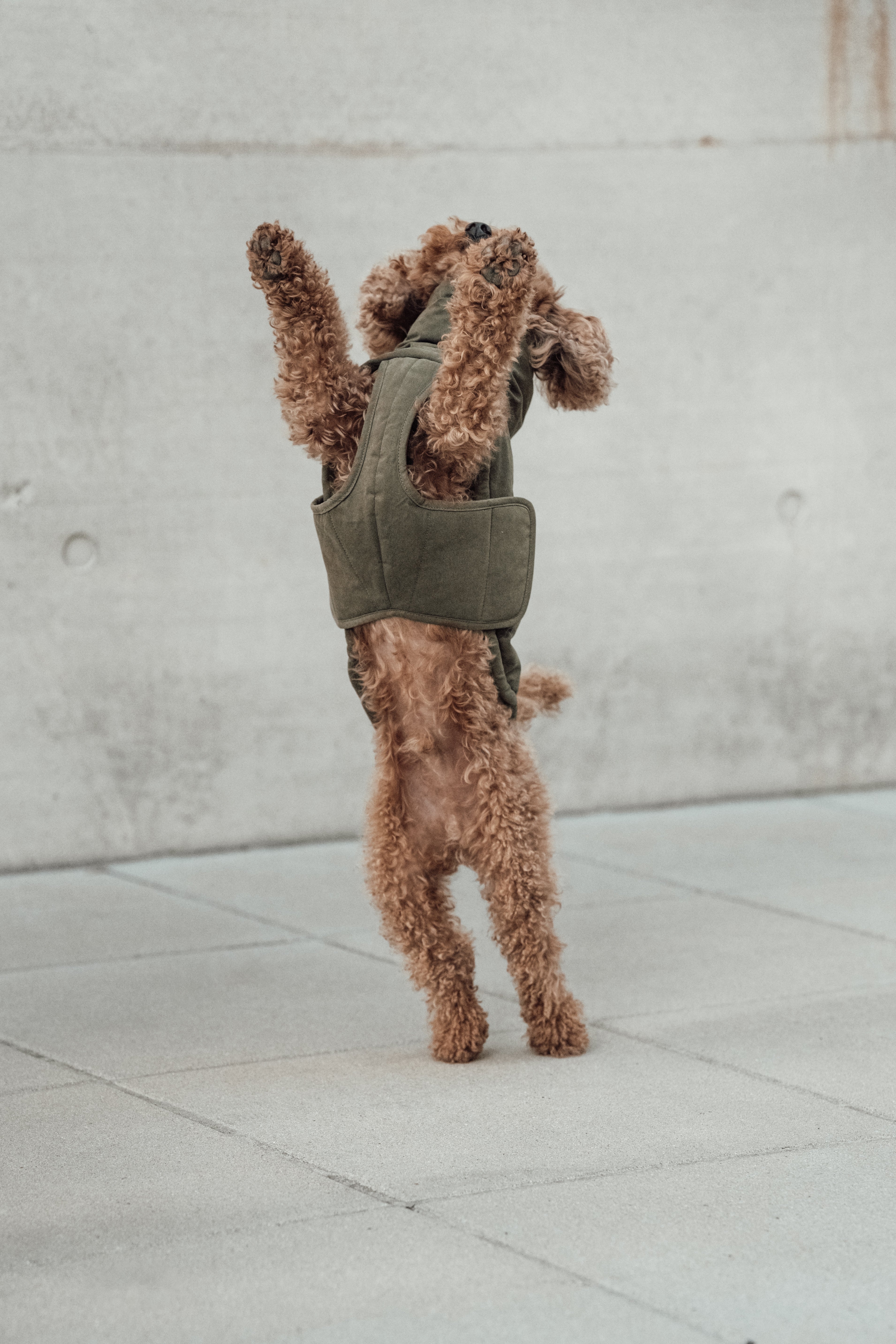 Cloud7 Hundemantel Winter Yukon Teddy Khaki Hundemantel Winter Bauchschutz