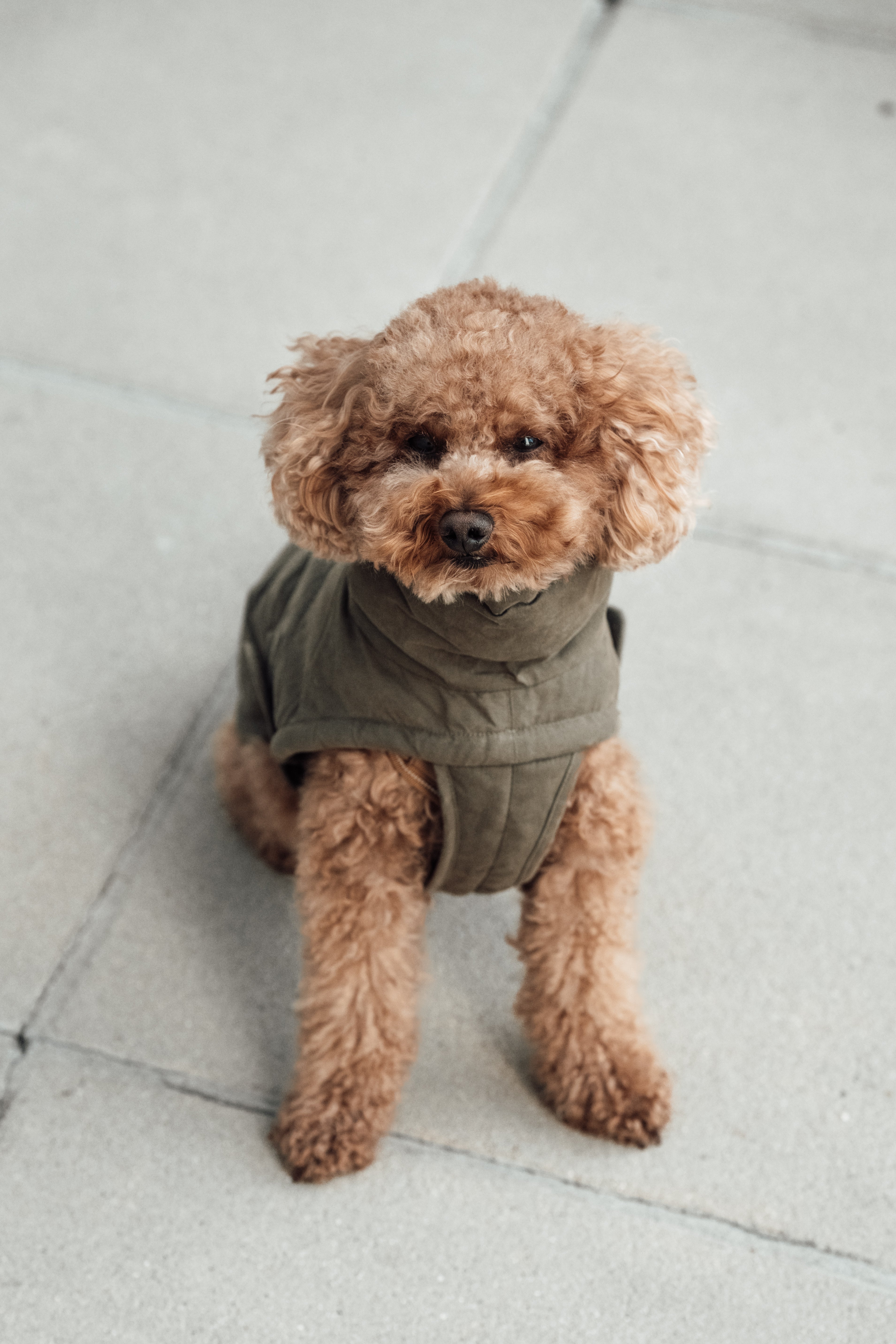 Cloud7 Hundemantel Winter Yukon Teddy Khaki Hundewintermantel mit Geschirr