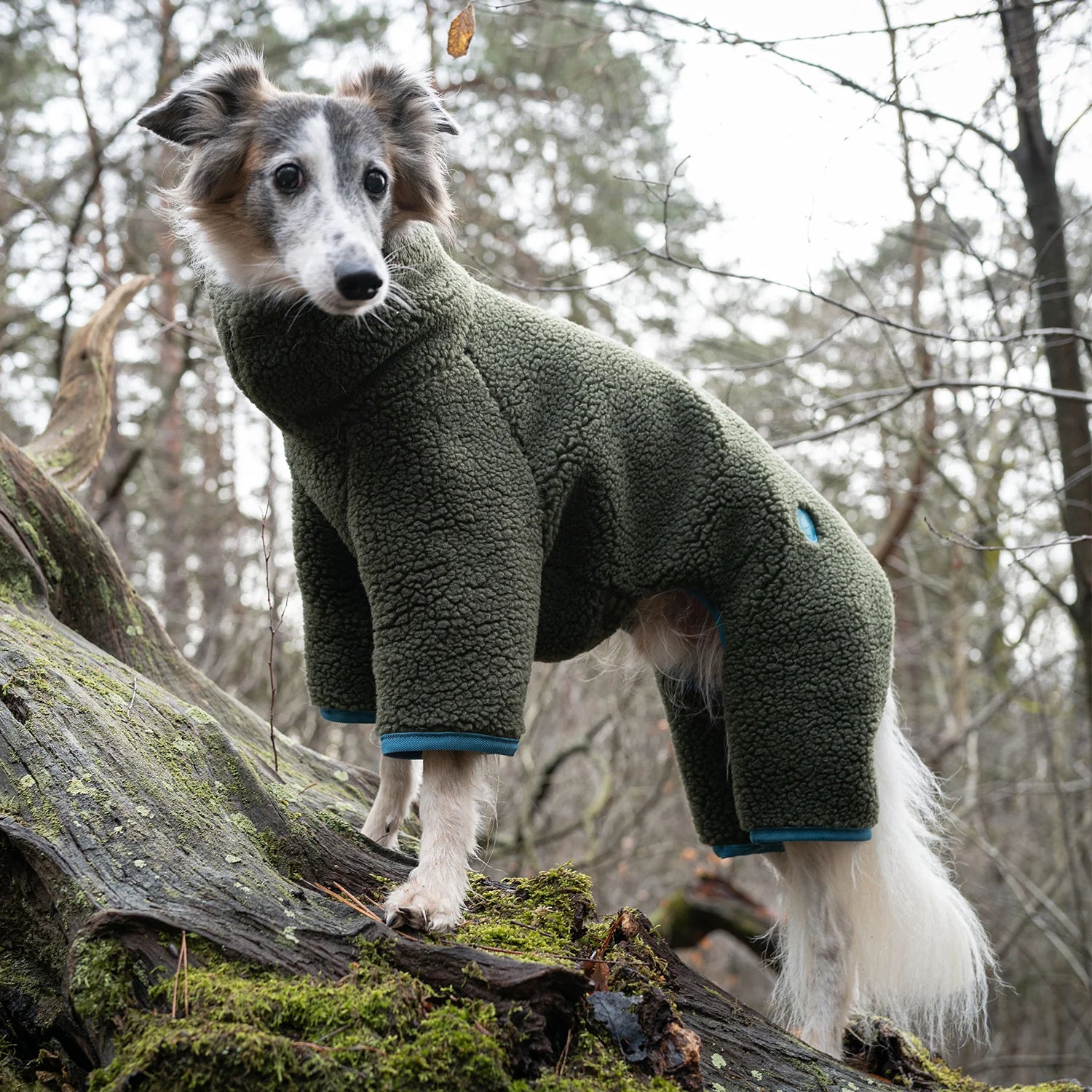 Cloud7 Hundepullover Cornwall Teddy Olive Pullover für Hunde Teddy