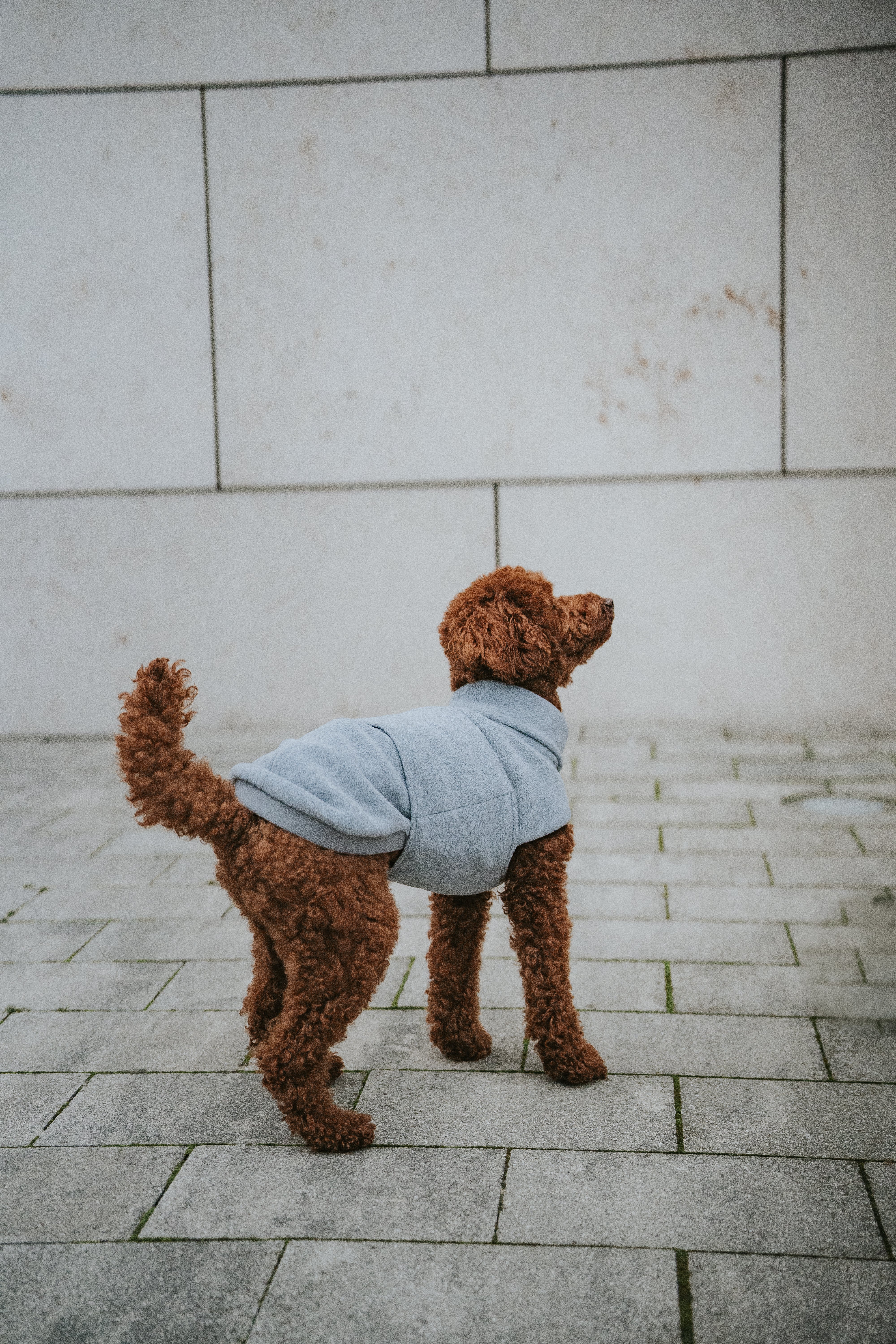 Cloud7 Hundepullover Fleece Derby Light Grey Hundemantel Winter mit Bauchschutz