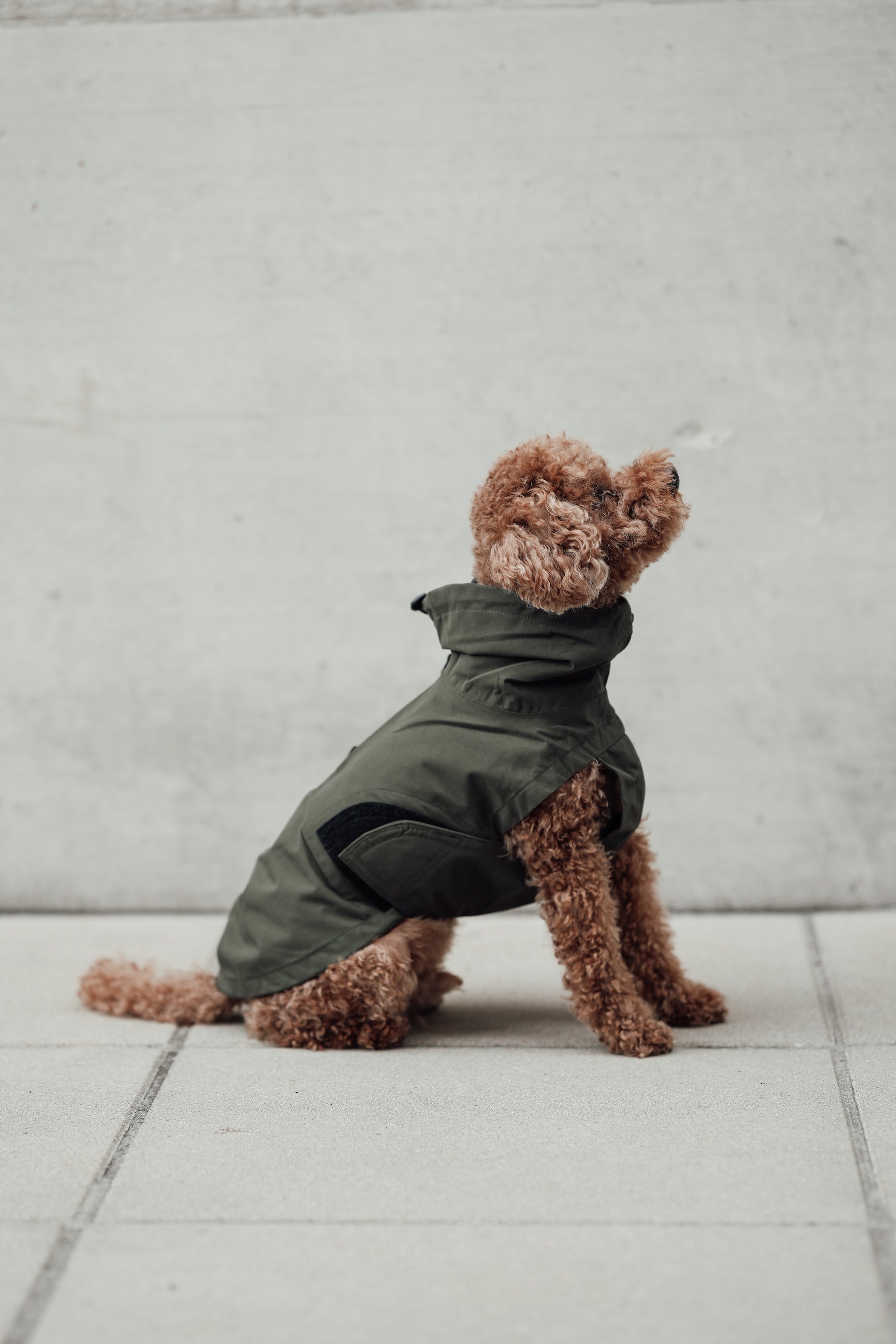 Cloud7 Hunderegenmantel Dublin Dark Olive Regenmantel für Hunde Hunderegenmantel für Geschirr