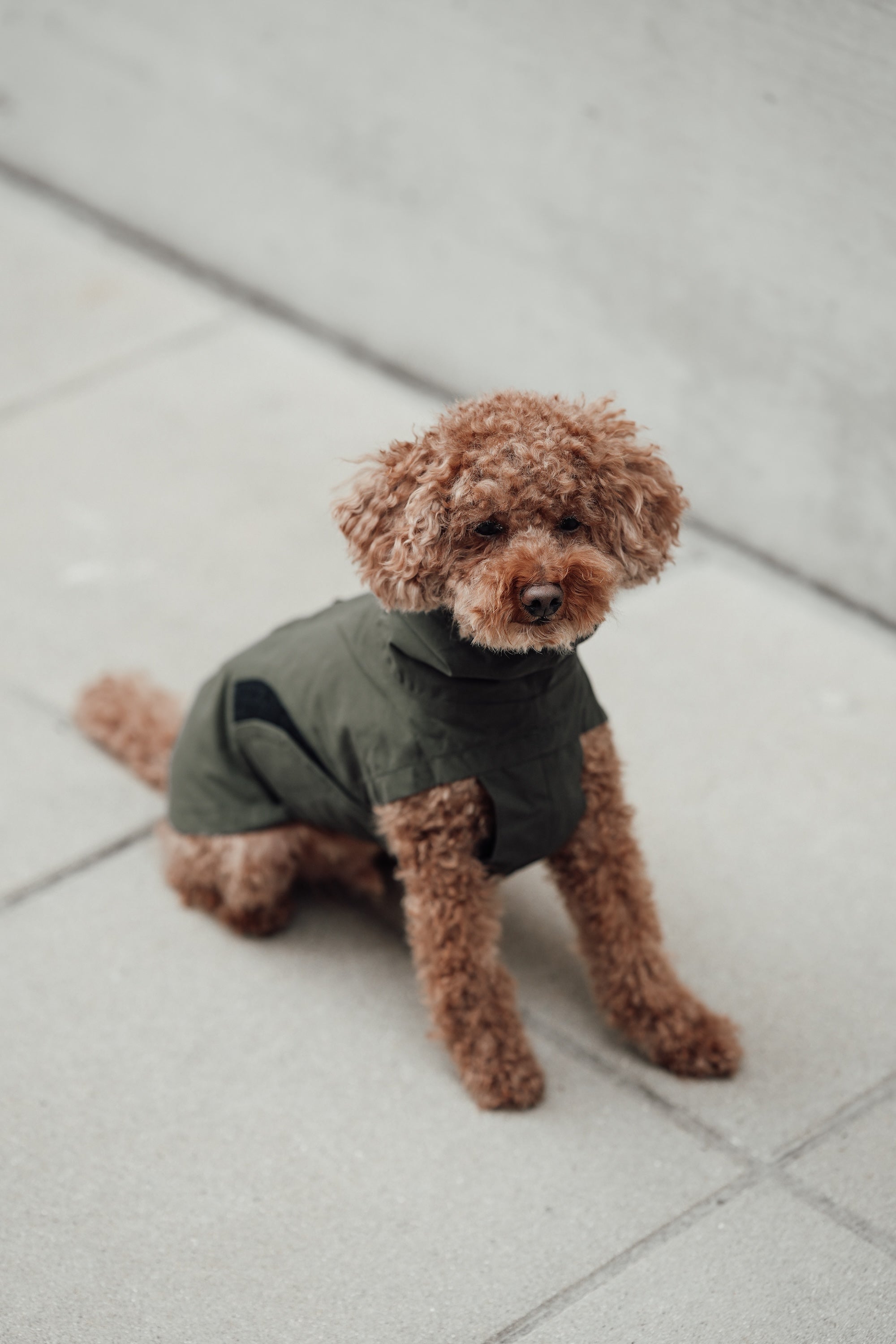 Cloud7 Hunderegenmantel Dublin Dark Olive Regenmantel für Hunde Hunderegenmantel für Hunde mit Geschirr