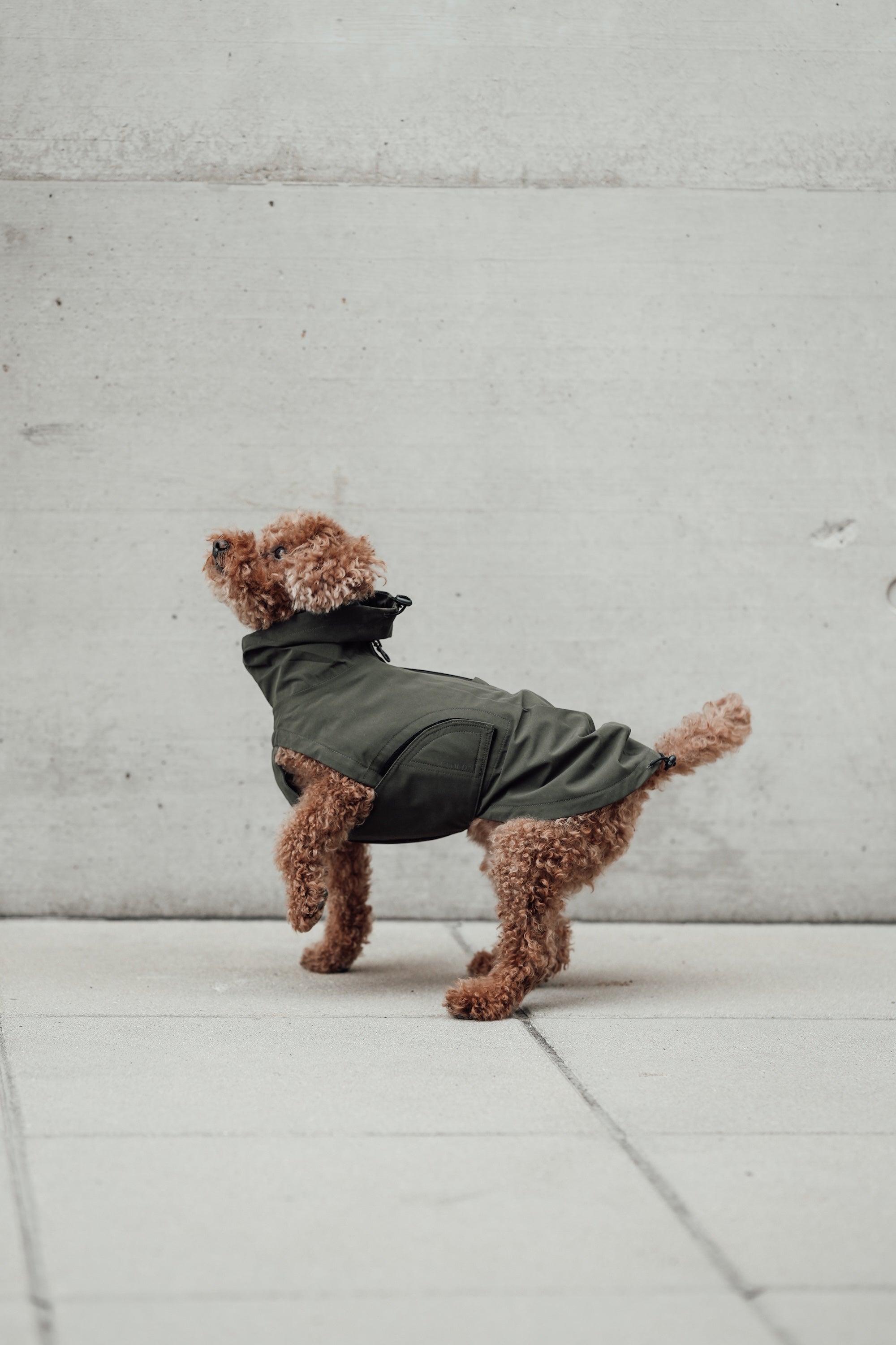 Cloud7 Hunderegenmantel Dublin Dark Olive Regenmantel für Hunde Hunderegenmantel kleine Hunde