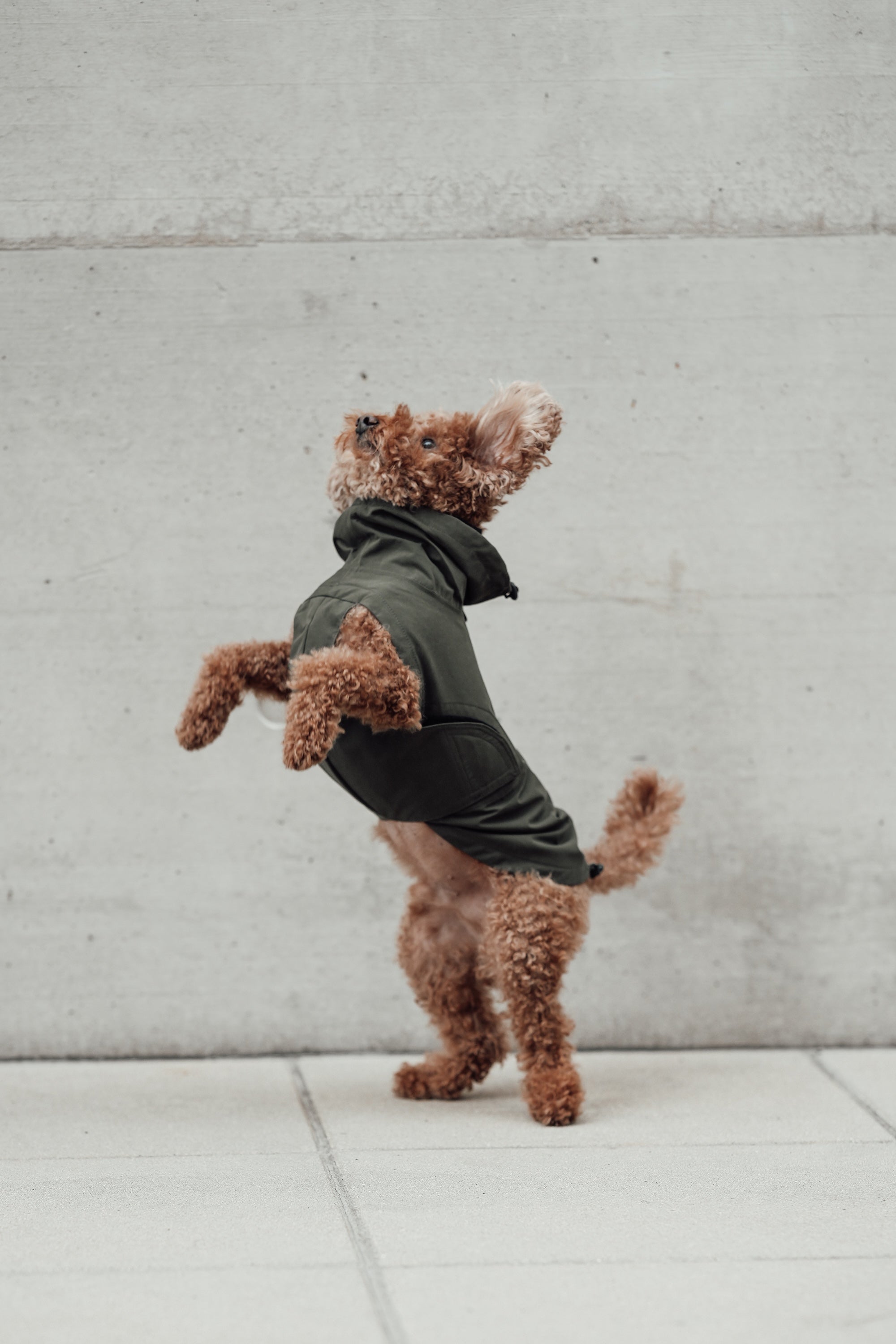 Cloud7 Hunderegenmantel Dublin Dark Olive Regenmantel für Hunde Hunderegenmantel winddicht