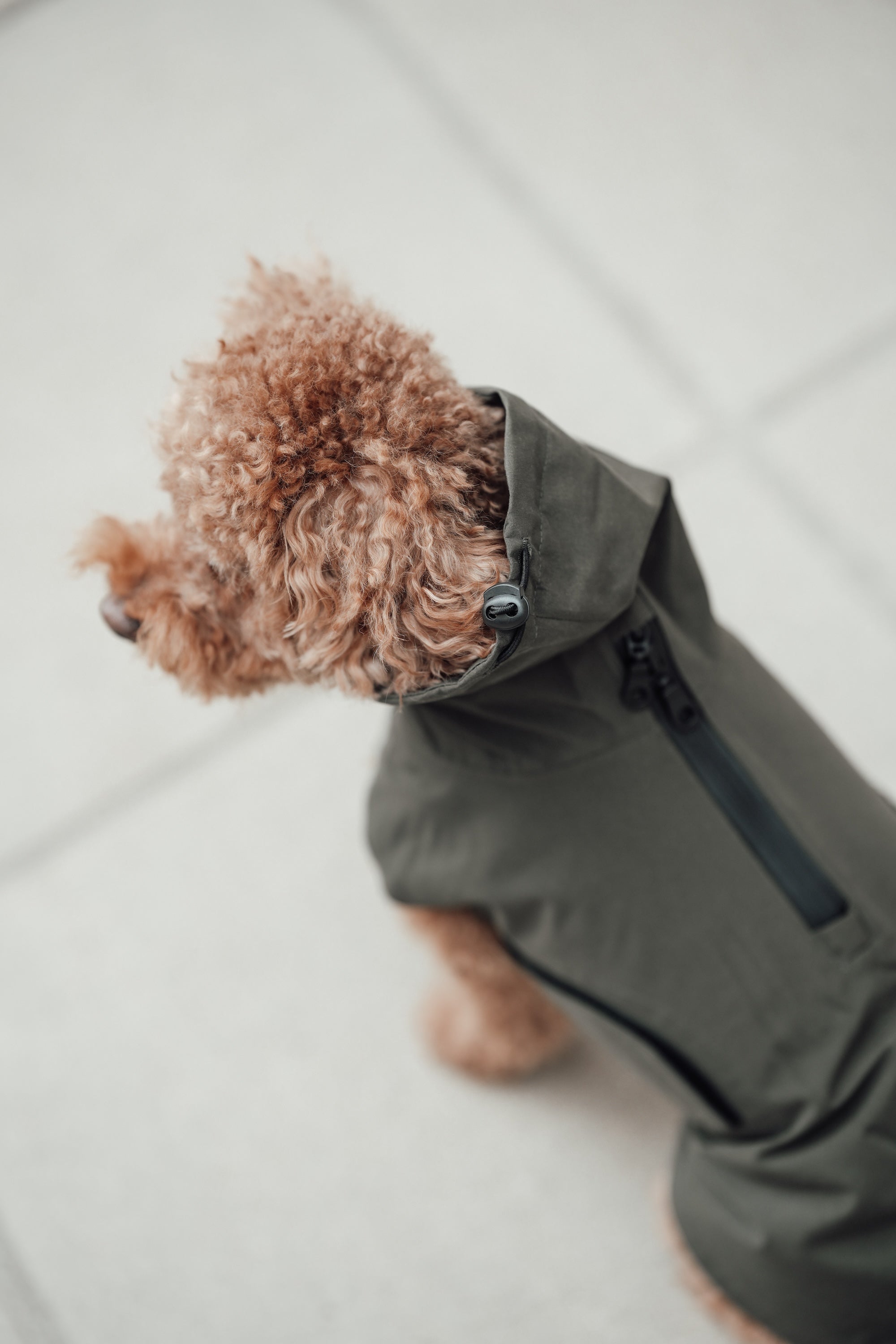 Cloud7 Hunderegenmantel Dublin Dark Olive Regenmantel für Hunde Regenmantel Dackel wasserdicht