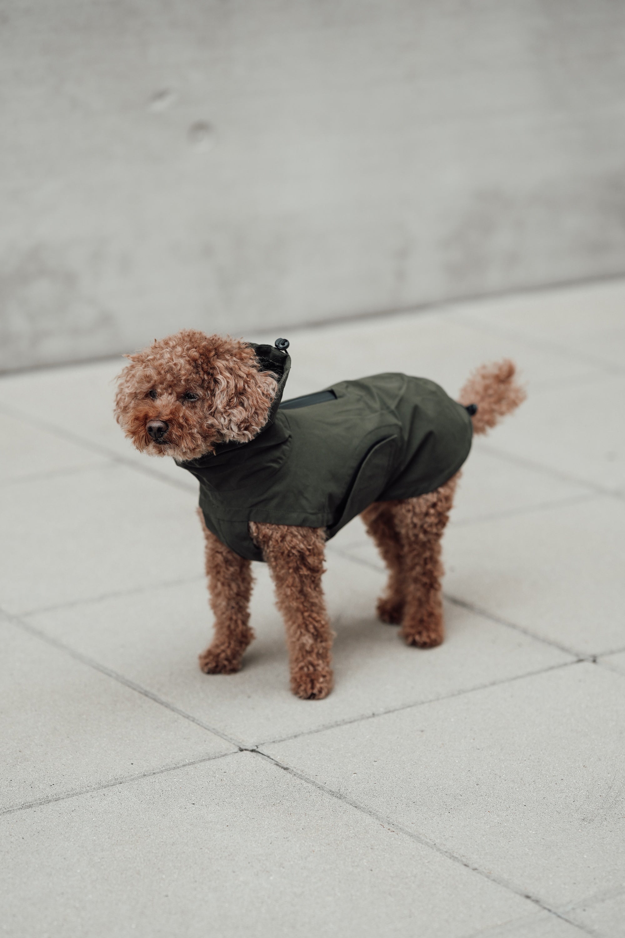 Cloud7 Hunderegenmantel Dublin Dark Olive Regenmantel für Hunde Regenmantel für große Hunde