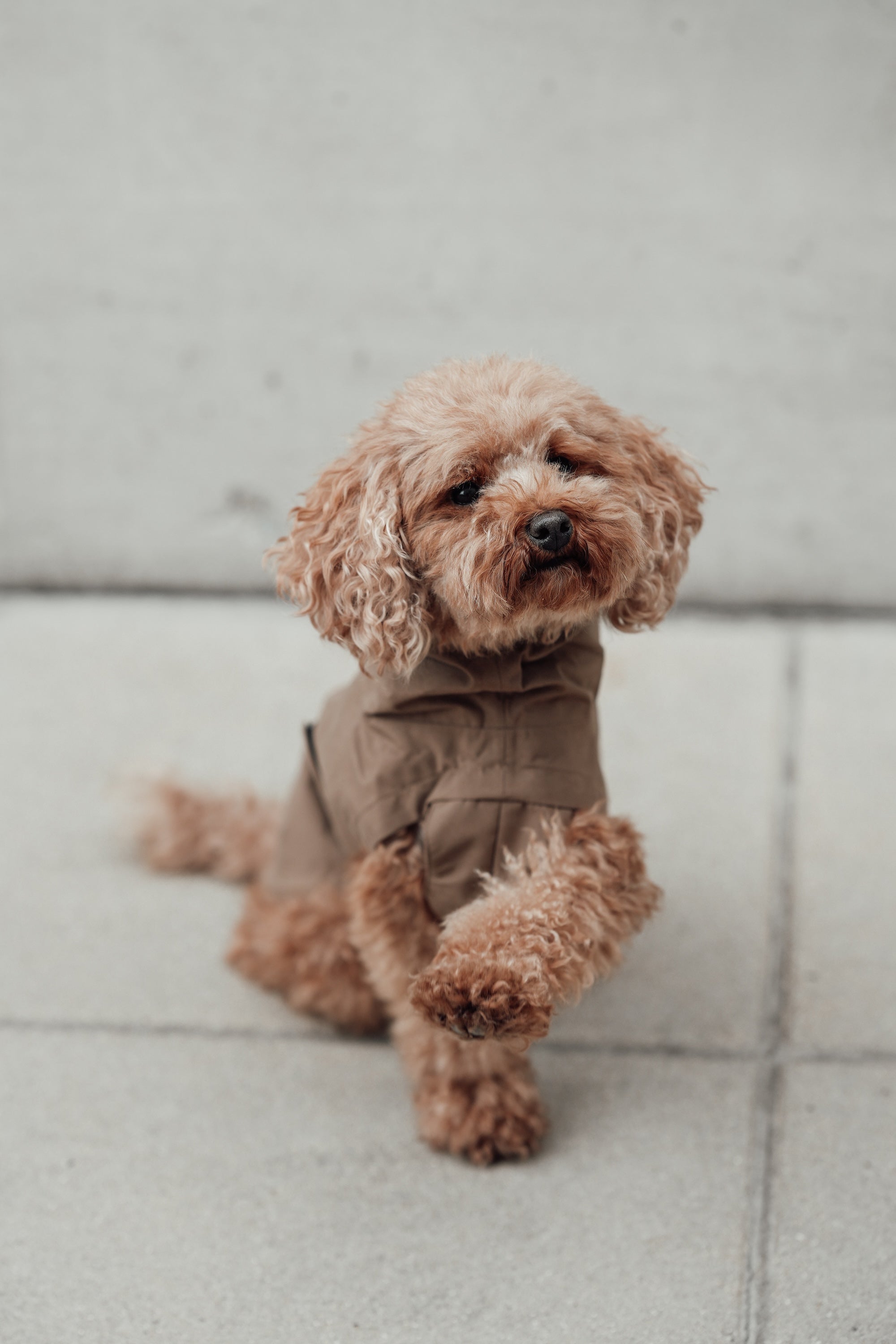 Cloud7 Hunderegenmantel Dublin Sandy Brown Regenmantel für Hunde Hunderegenmantel waschbar