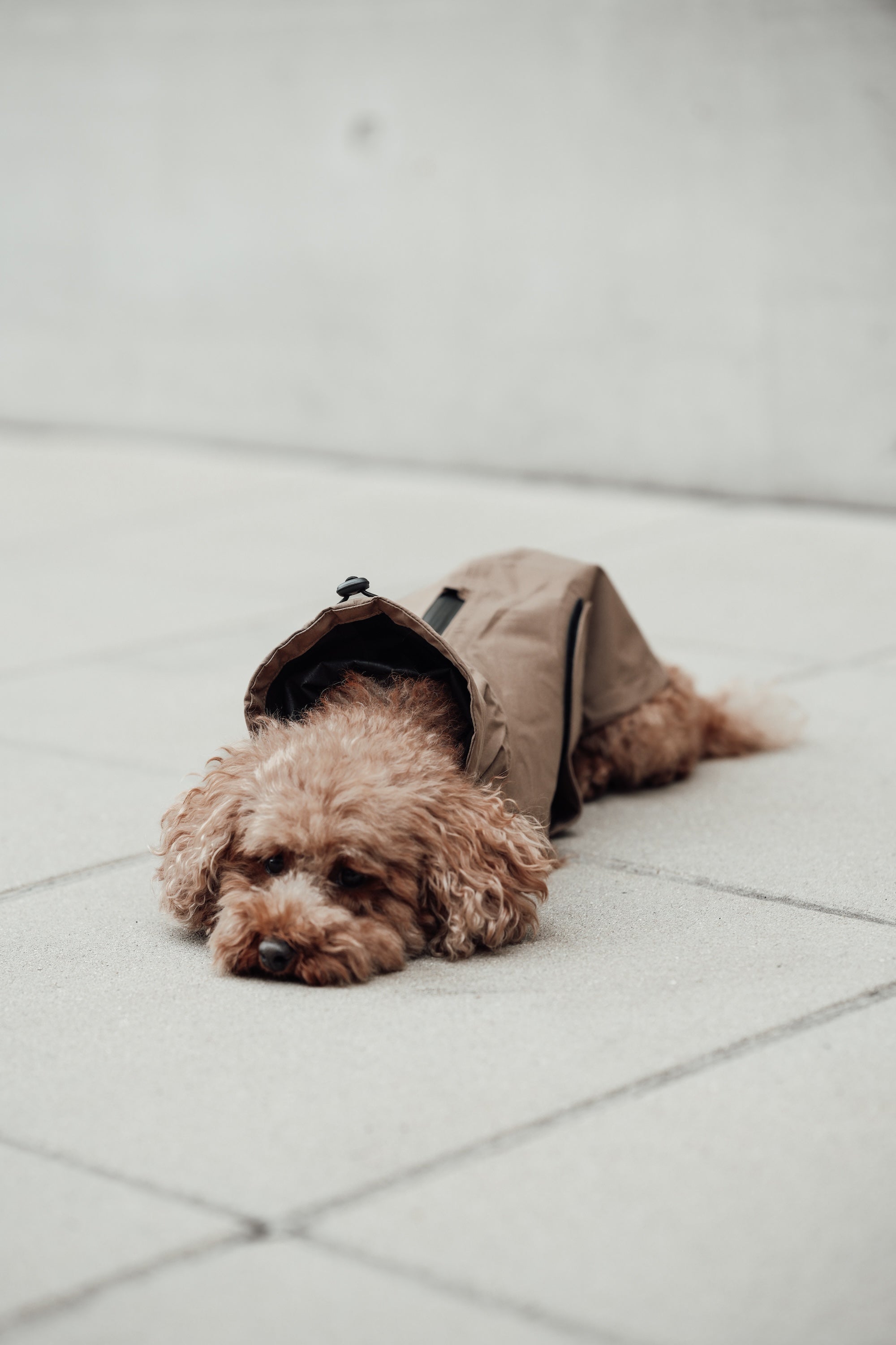 Cloud7 Hunderegenmantel Dublin Sandy Brown Regenmantel für Hunde Hunderegenmantel waschmaschinengeeignet