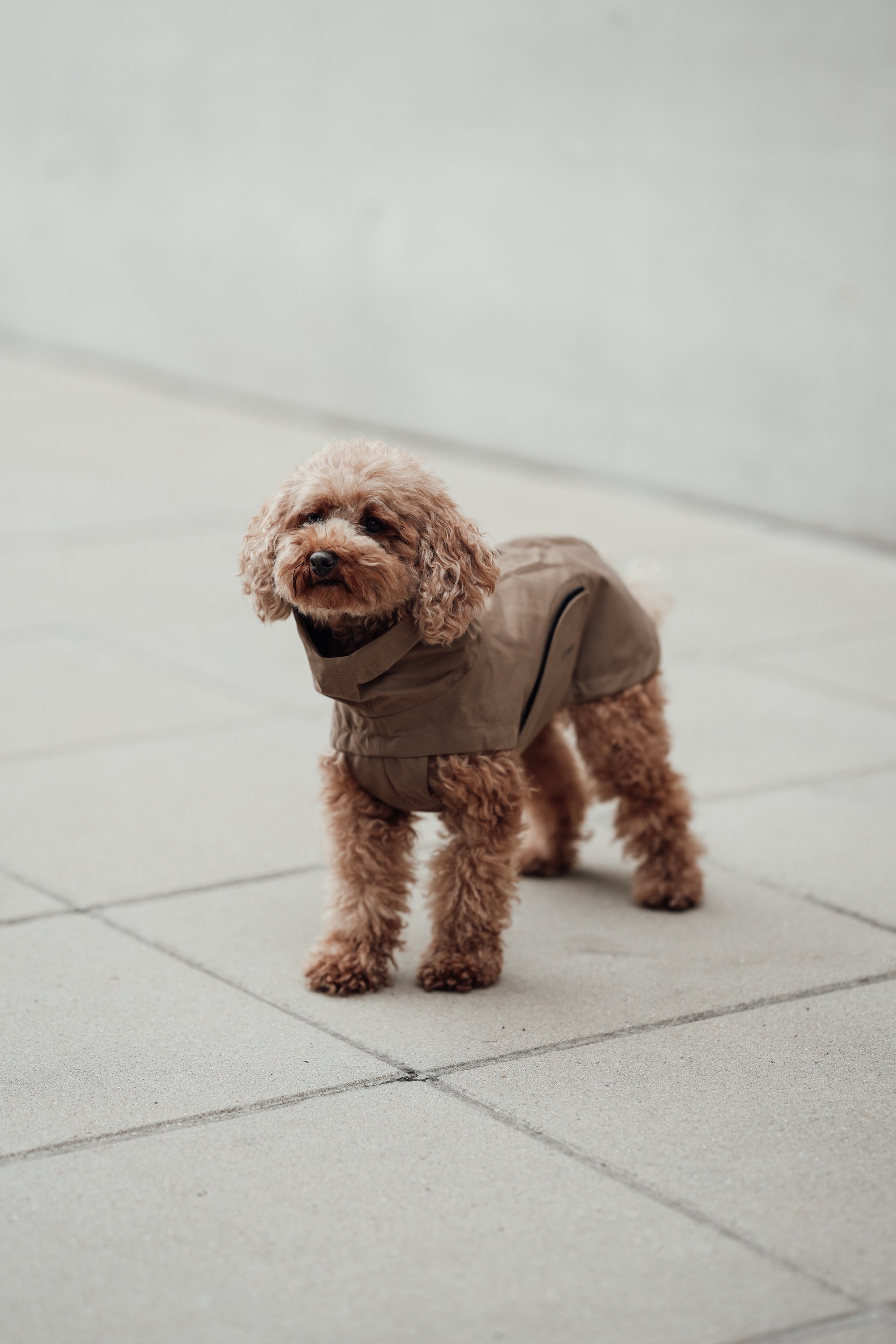 Cloud7 Hunderegenmantel Dublin Sandy Brown Regenmantel für Hunde Regenmantel Dackel waschbar