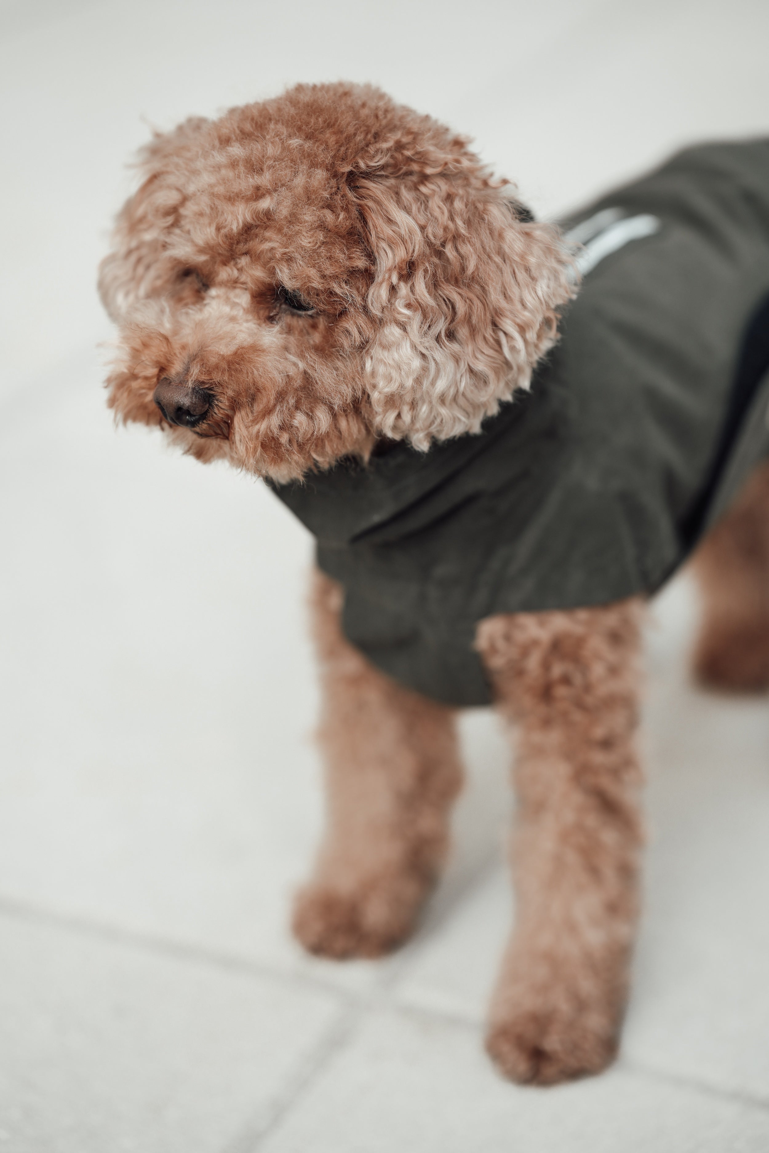 Cloud7 Hunderegenmantel Dublin Dark Olive Hundejacke Dunkelgrün Wasserabweisend