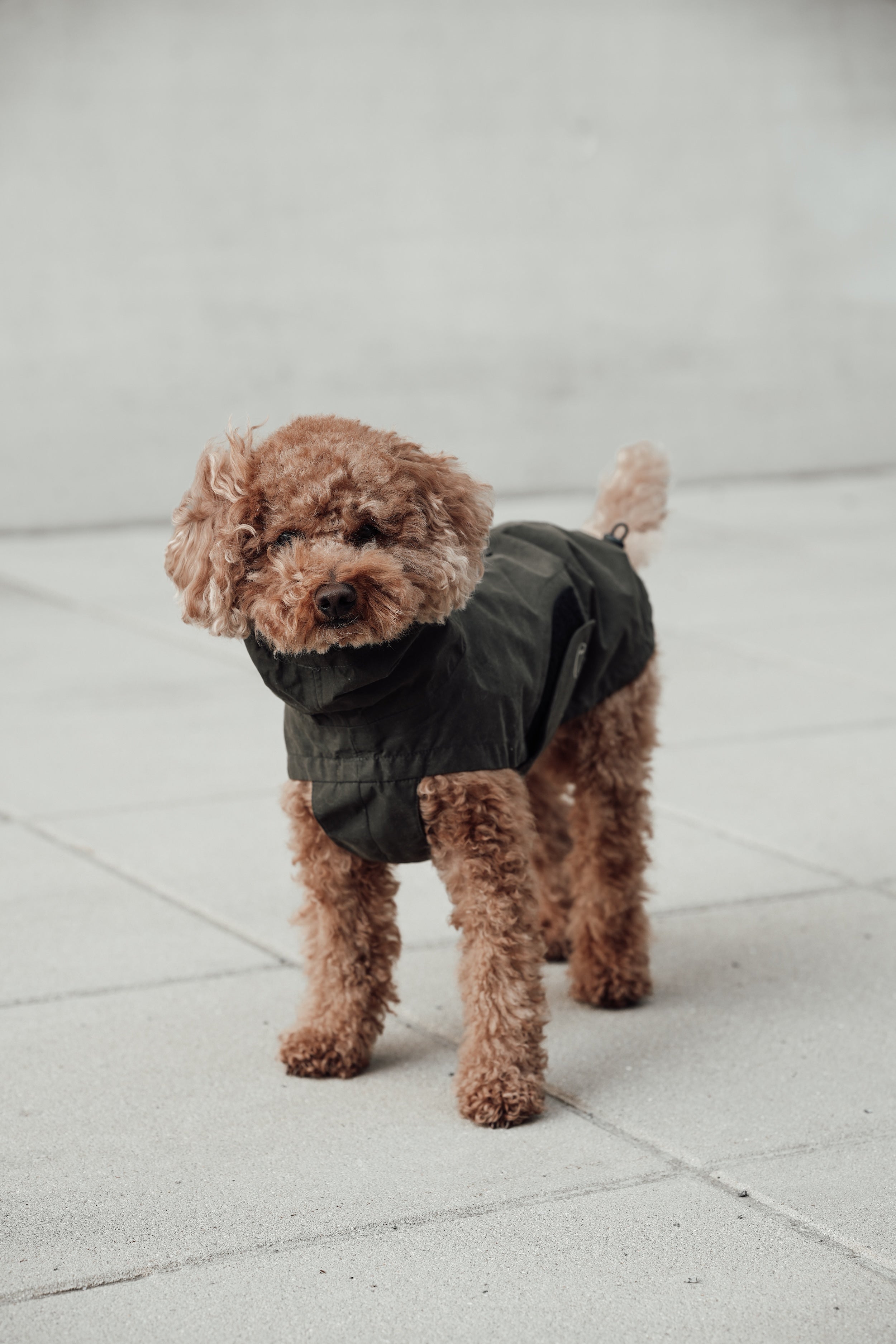 Cloud7 Hunderegenmantel Dublin Dark Olive Hundemantel mit Geschirr