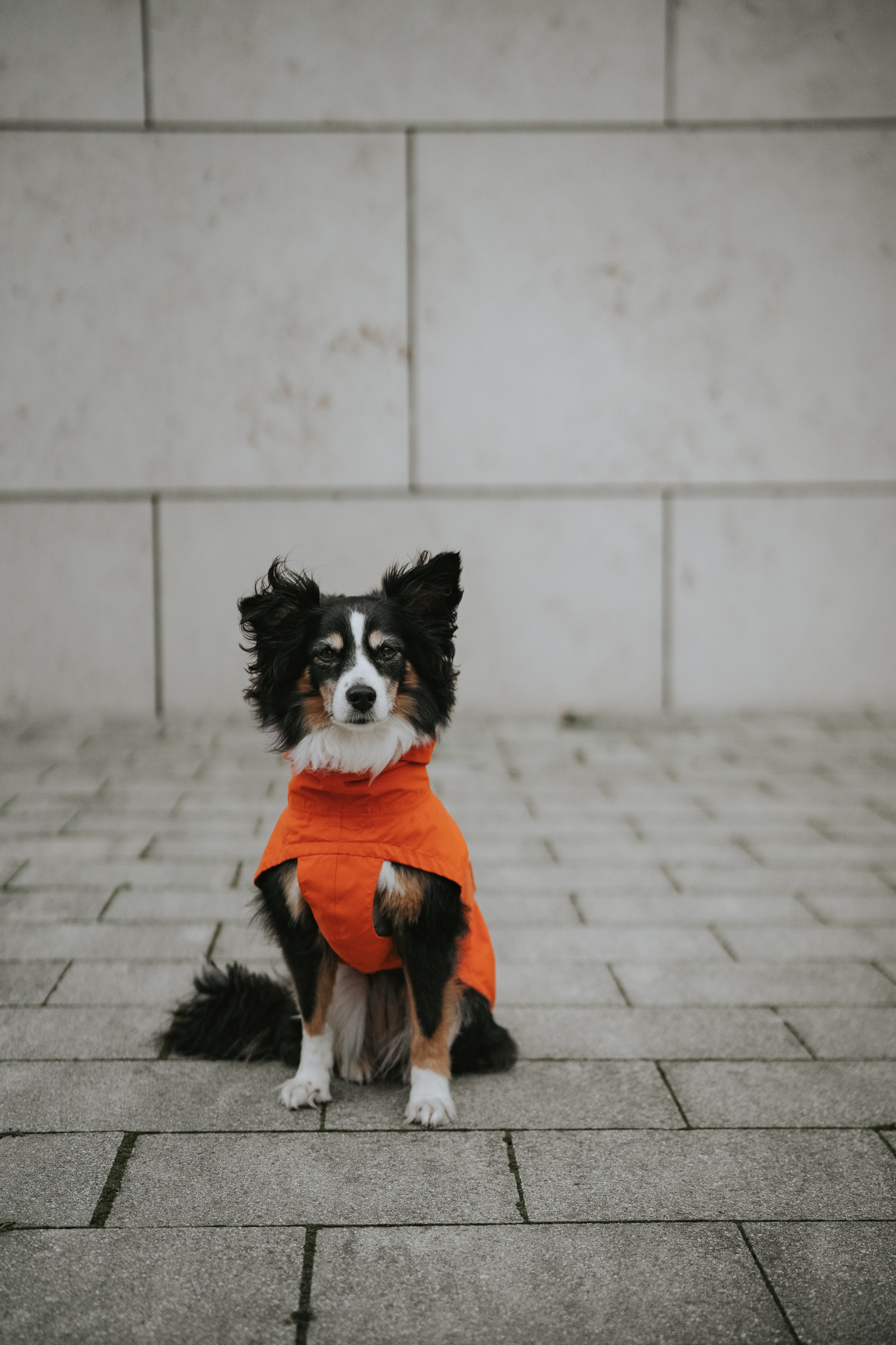 Cloud7 Hunderegenmantel Dublin Orange Hundemantel mit Bauchschutz wasserabweisend