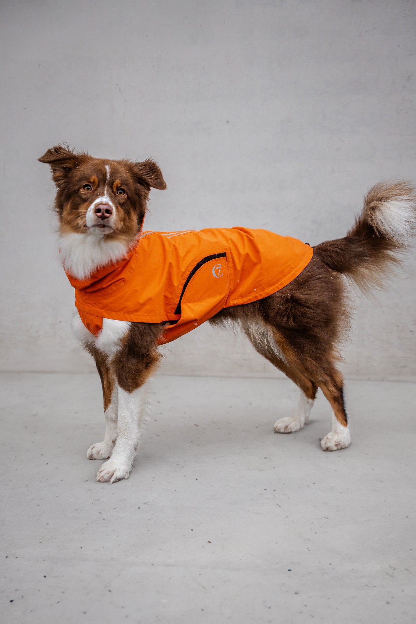 Cloud7 Hunderegenmantel Dublin Orange Regenmantel Hund Bauchschutz