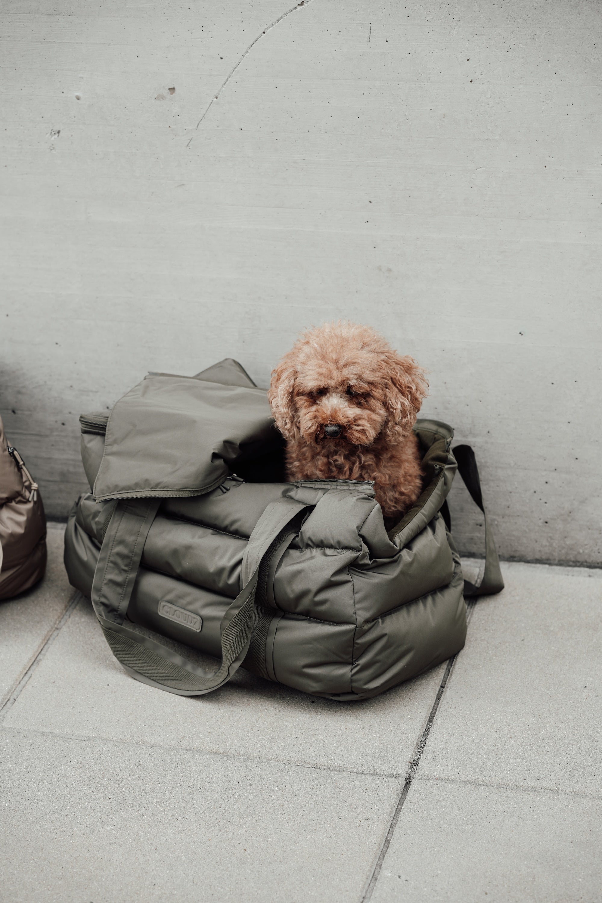 Cloud7 Hundetasche Montreal Hundereisebett gepolstert wasserabweisend