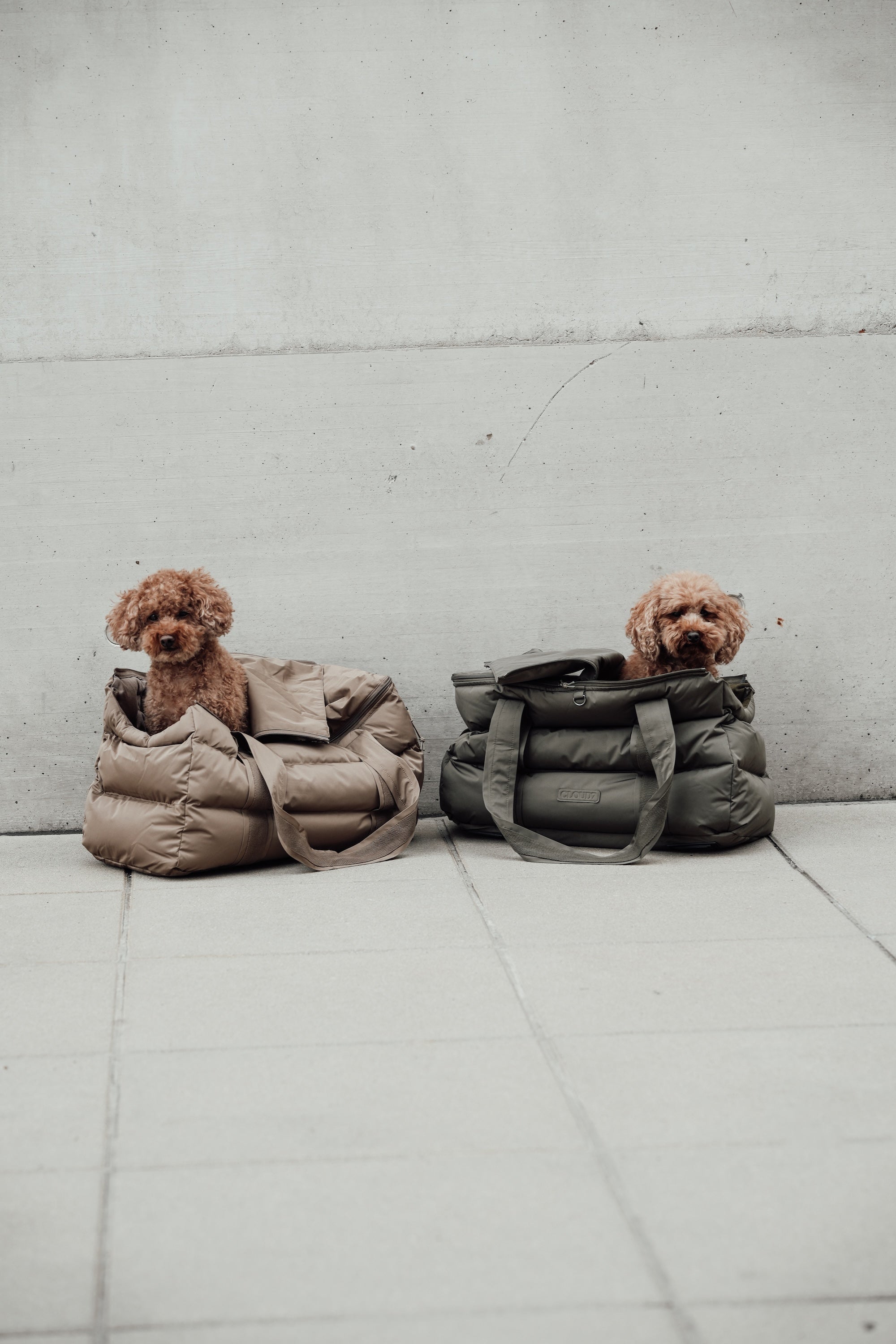 Cloud7 Hundetasche Montreal Hundetragetasche für unterwegs gepolstert