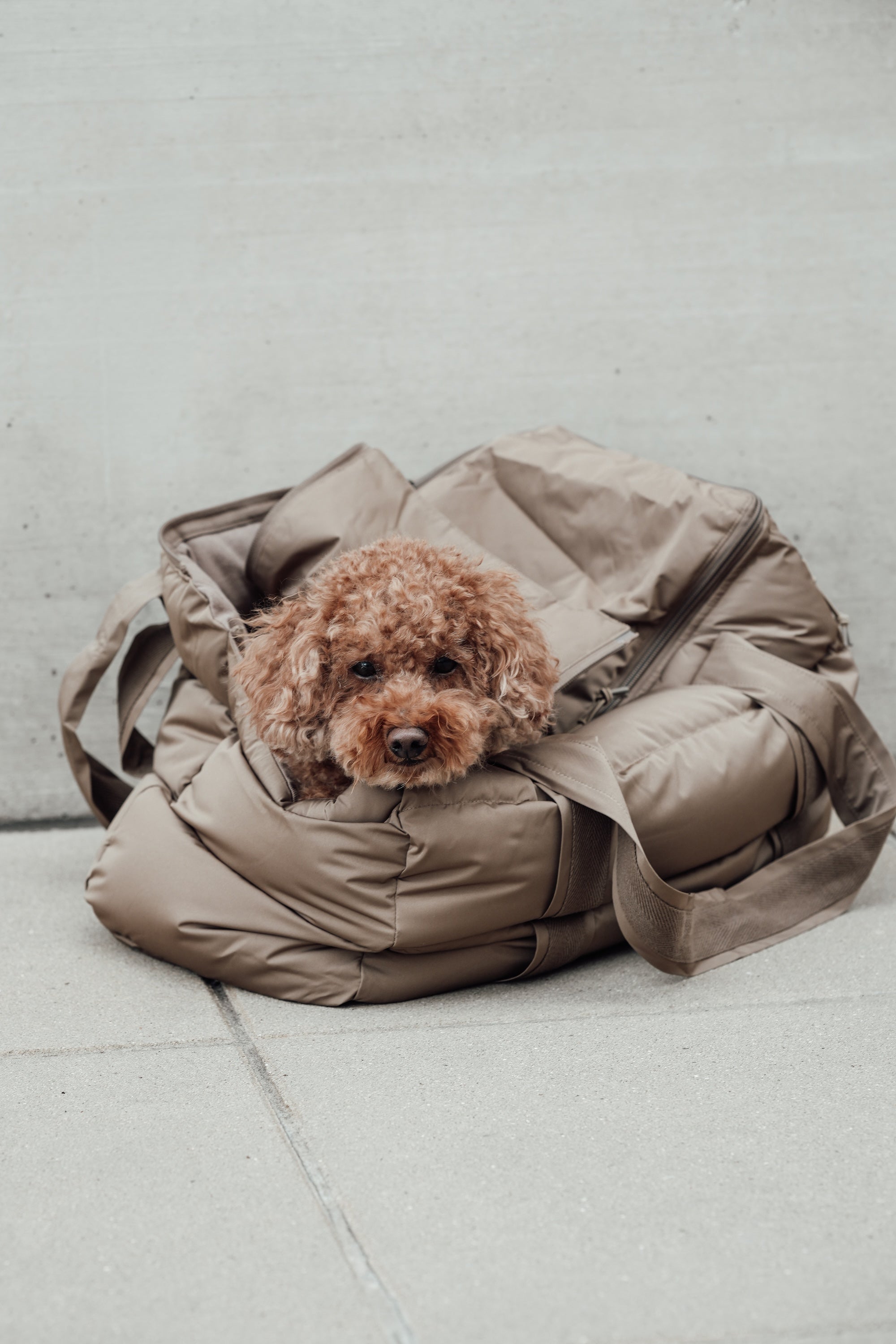 Cloud7 Hundetasche Montreal Reisetasche Hund waschbar wasserabweisend