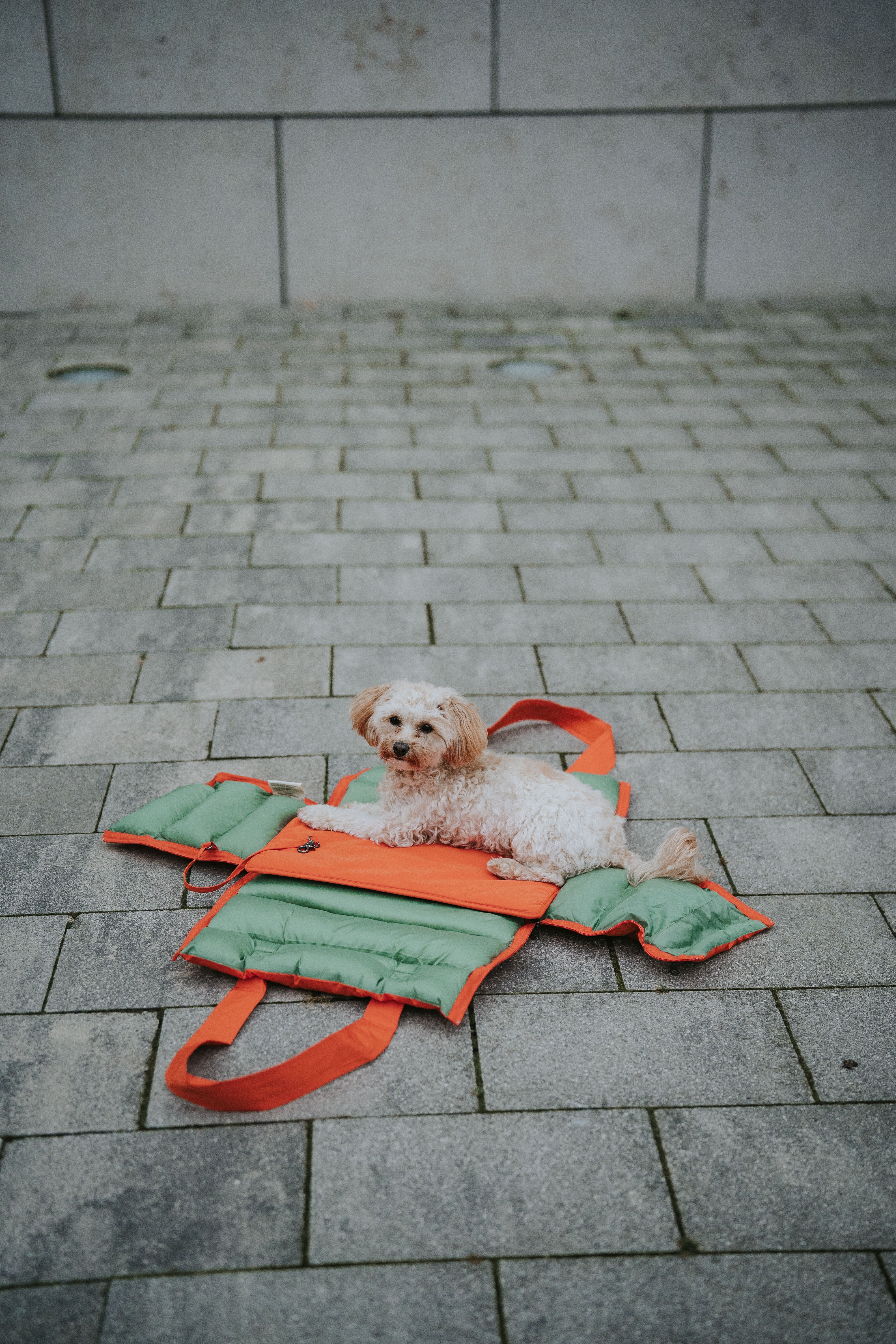 Cloud7 Hundetasche Montreal 2-in-1 Burnt Orange Hundetasche Reisen Auto