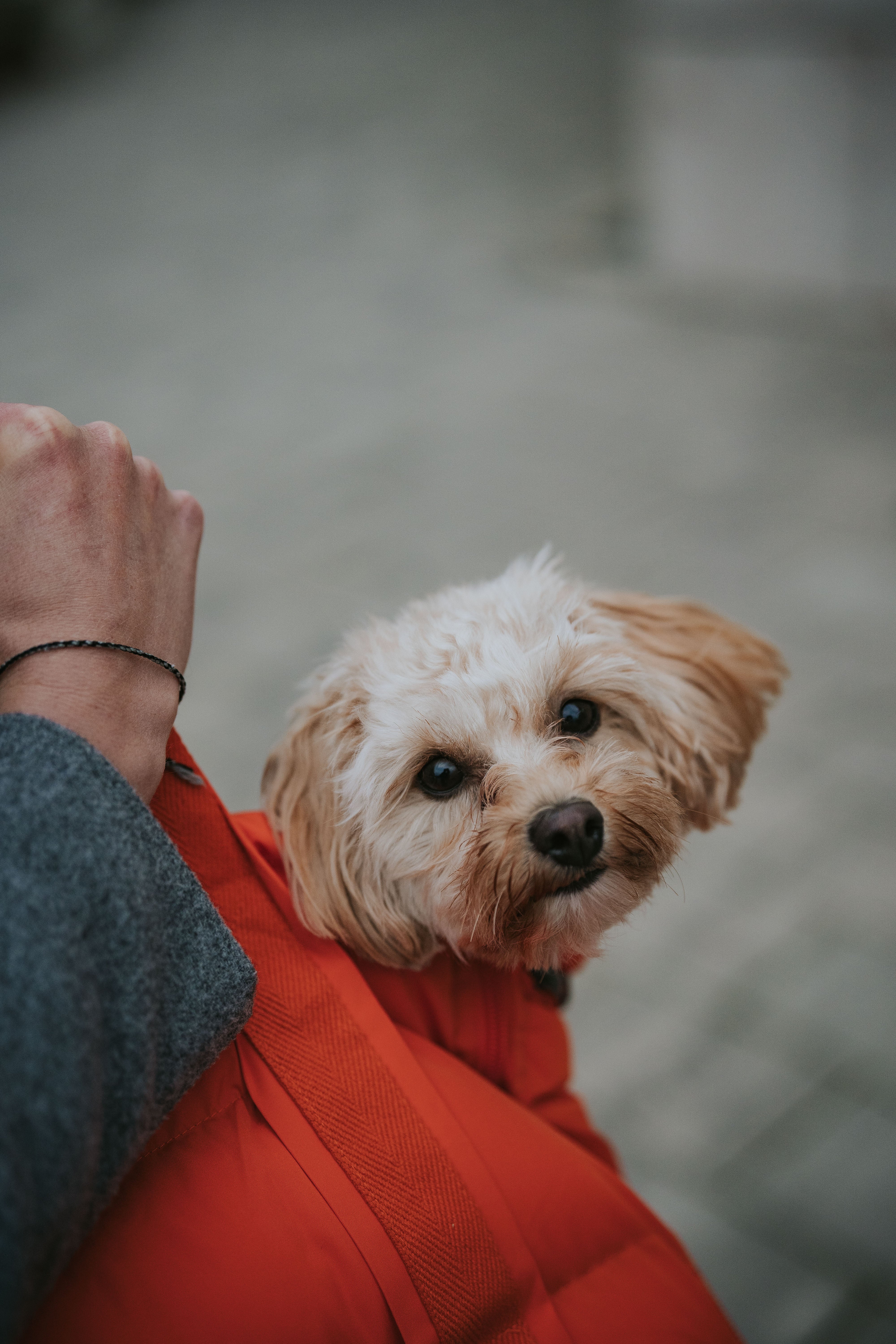 Cloud7 Hundetasche Montreal 2-in-1 Burnt Orange Hundetragetasche Dackel Reisen