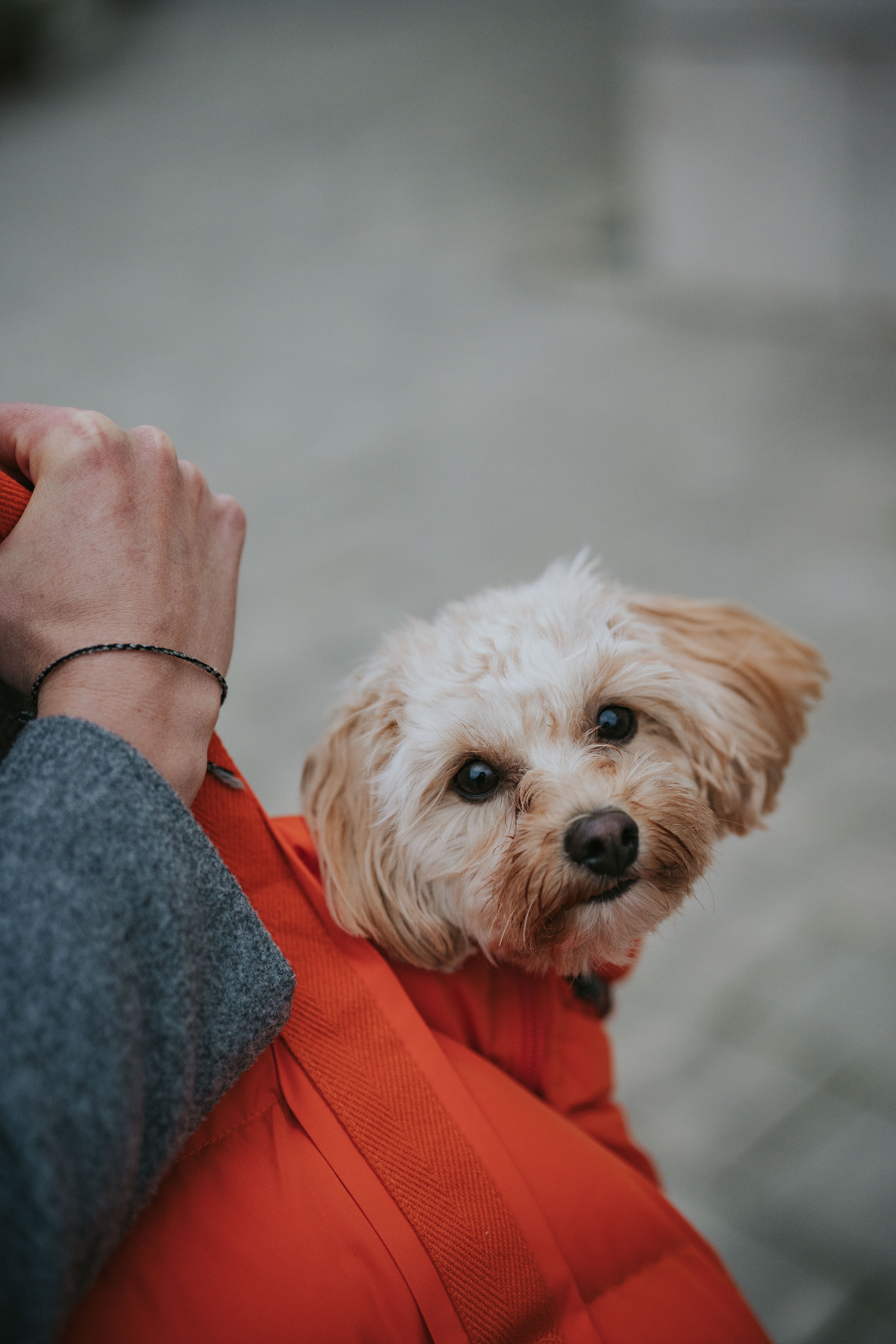 Cloud7 Hundetasche Montreal 2-in-1 Burnt Orange Hundetragetasche zum Umhängen