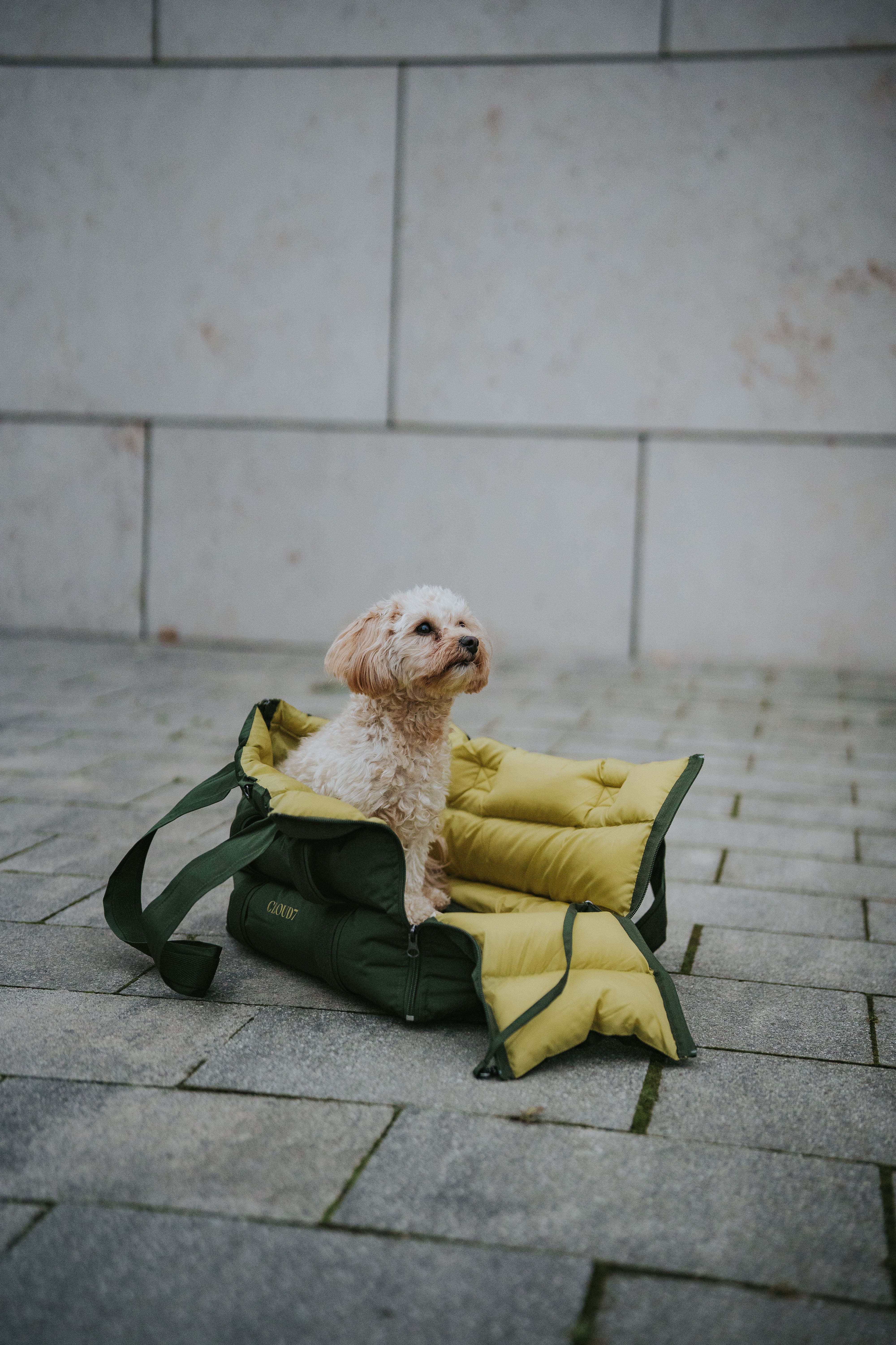 Cloud7 Hundetasche Montreal 2-in-1 Olive Hundetasche für Dackel