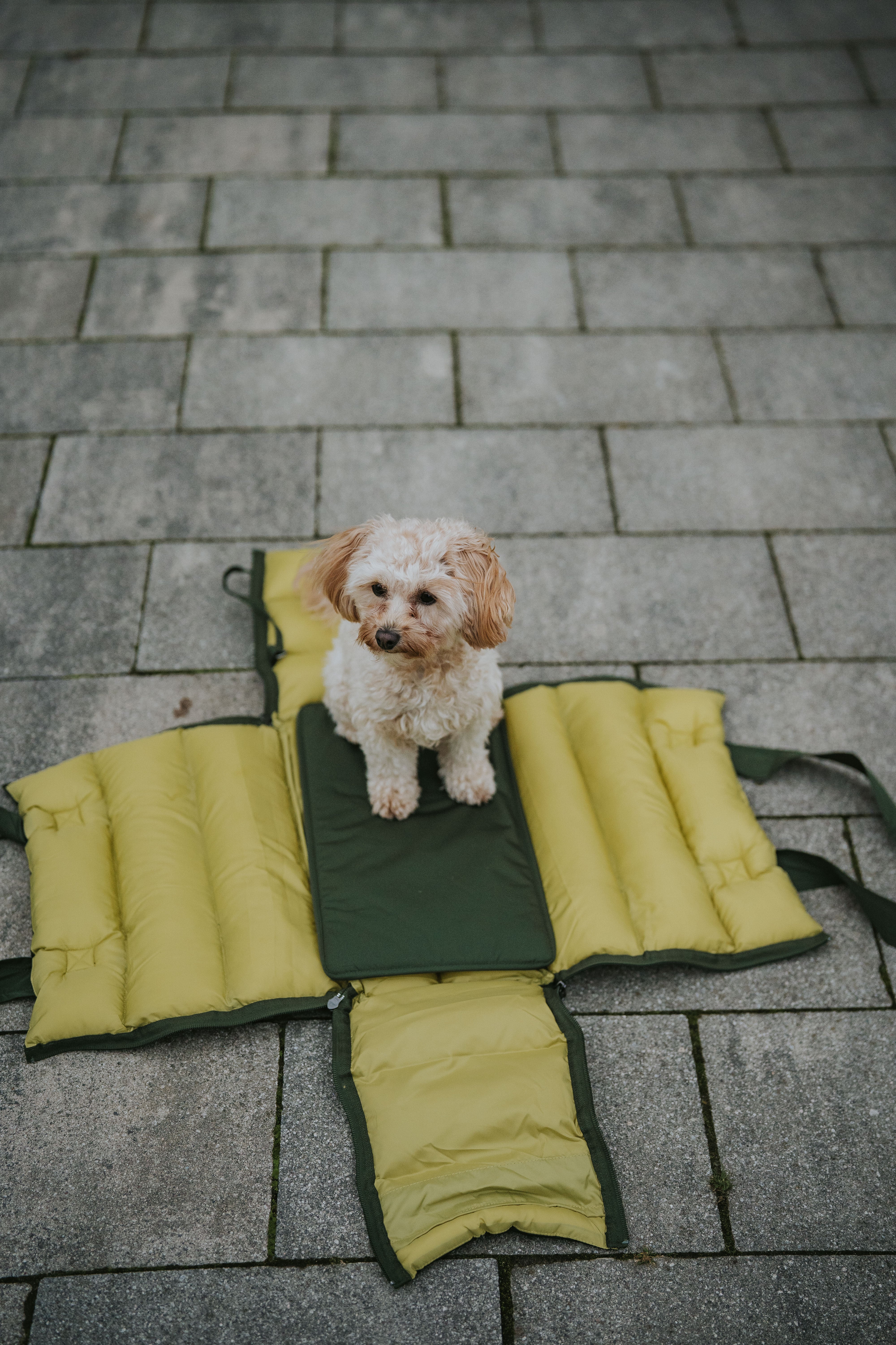 Cloud7 Hundetasche Montreal 2-in-1 Olive Hundetragetasche Reisebett