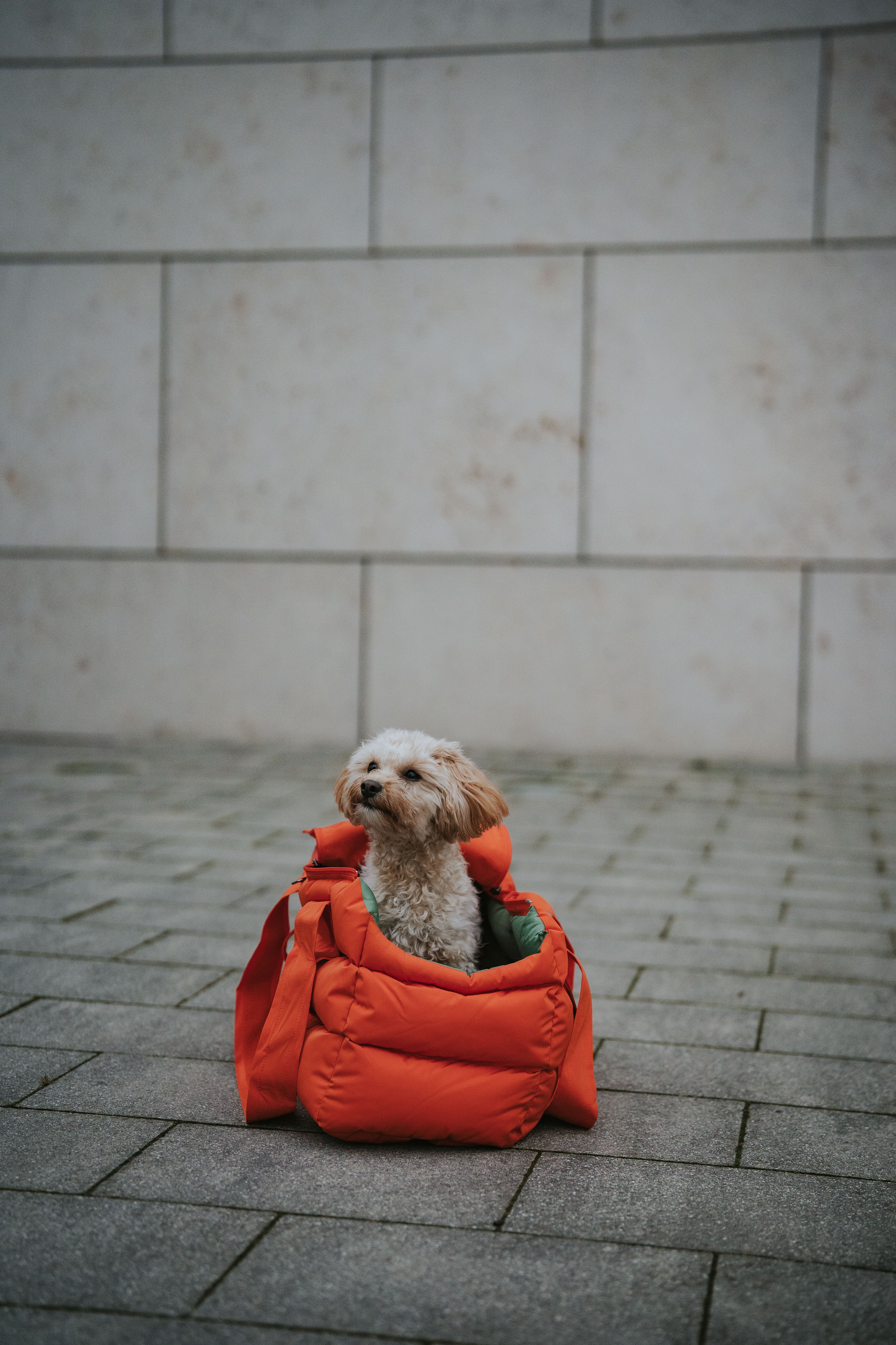 Cloud7 Hundetasche Montreal Burnt Orange Hundetasche Dackel