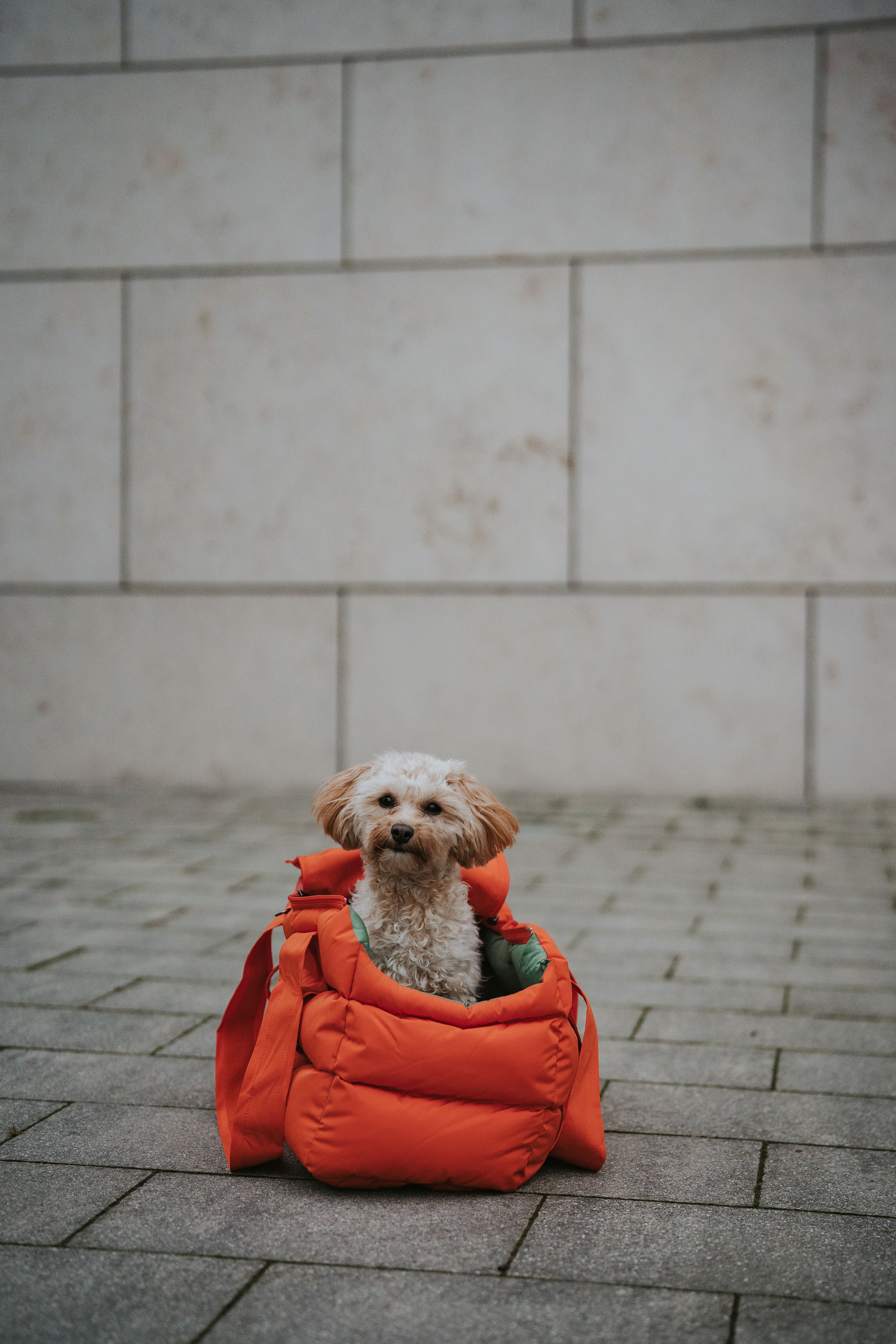 Cloud7 Hundetasche Montreal Burnt Orange Hundetasche gefüttert Dackel