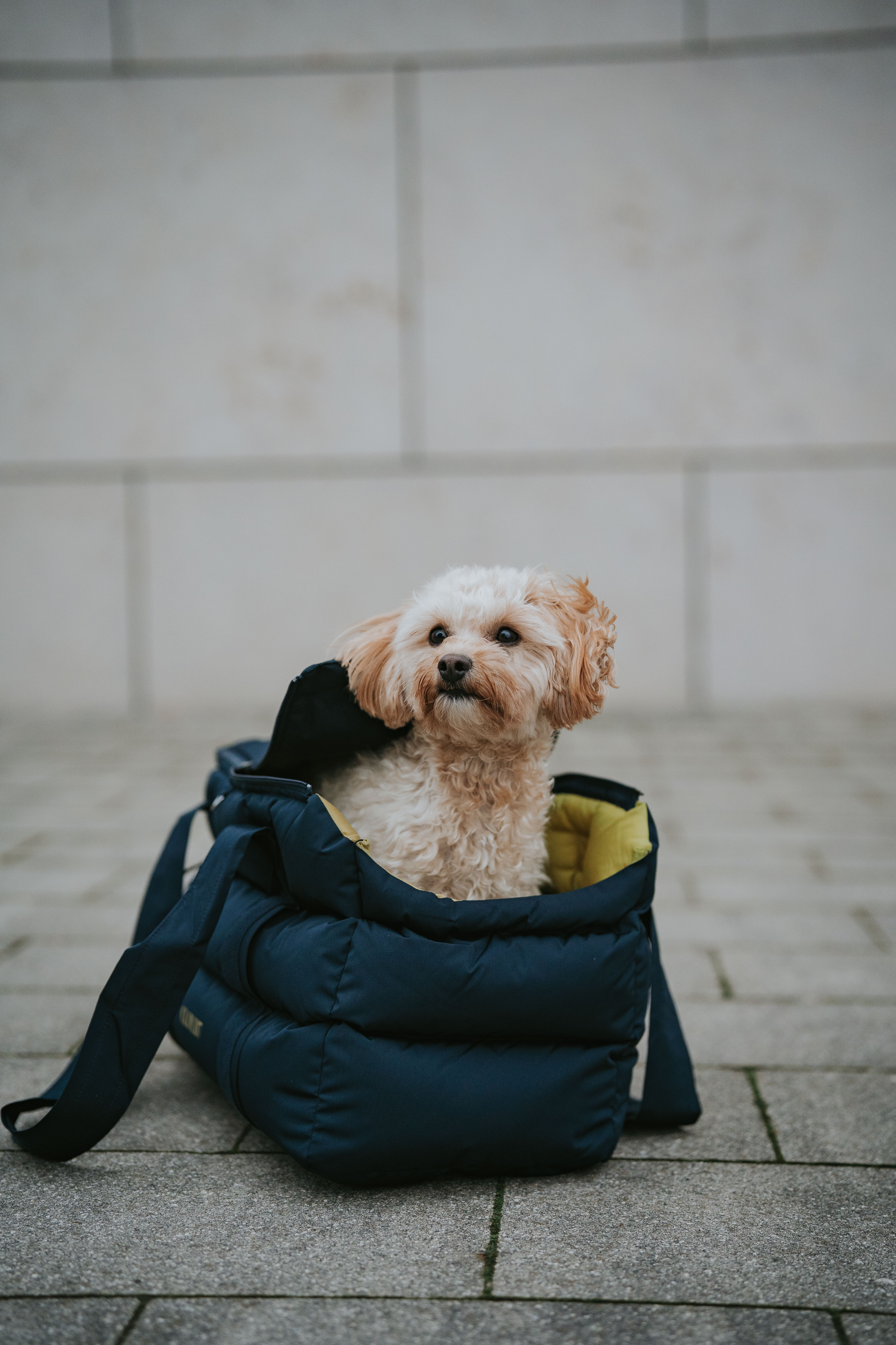 Cloud7 Hundetasche Montreal Navy Hundetasche zum Umhängen